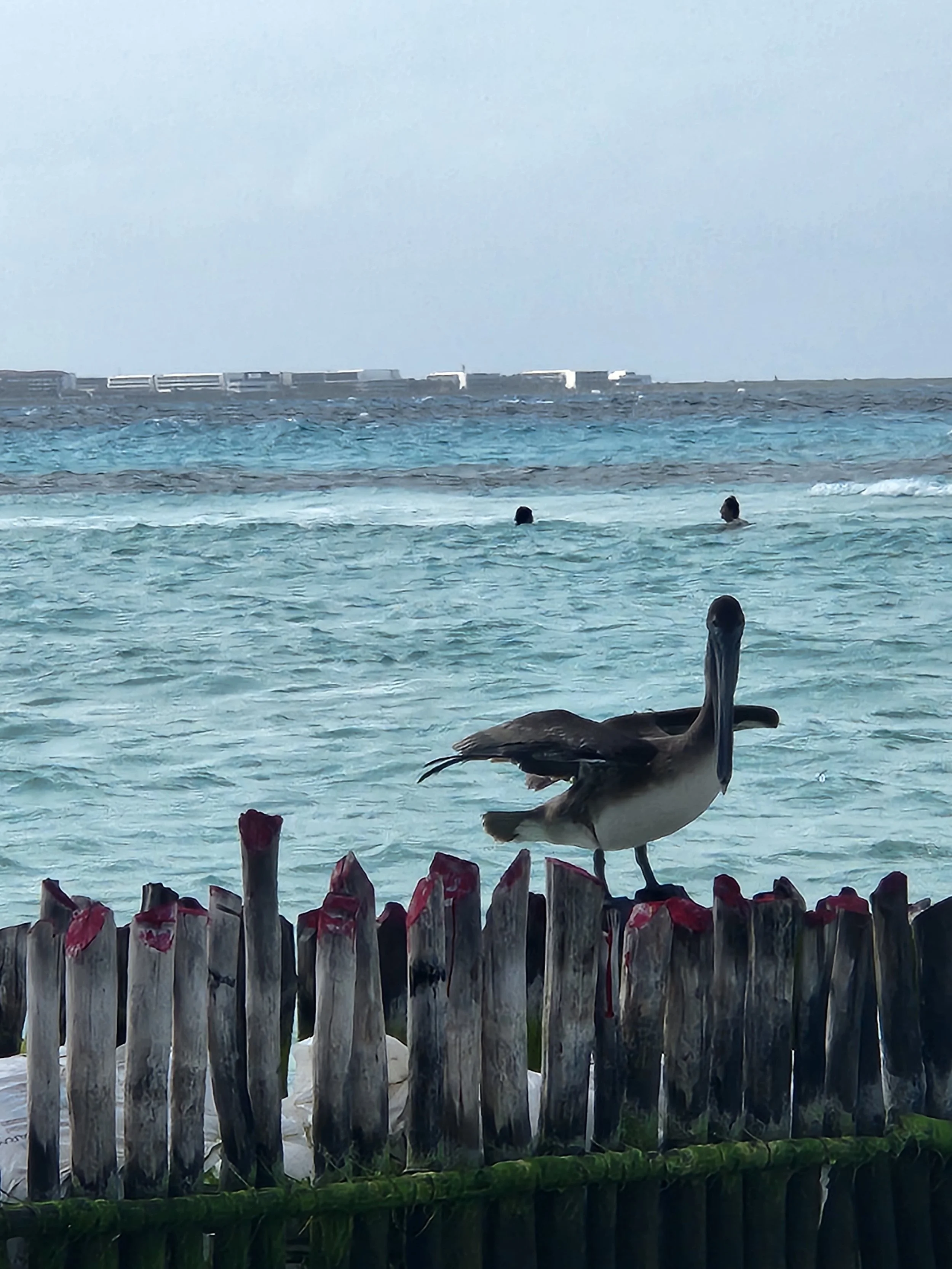 big birds making big noises