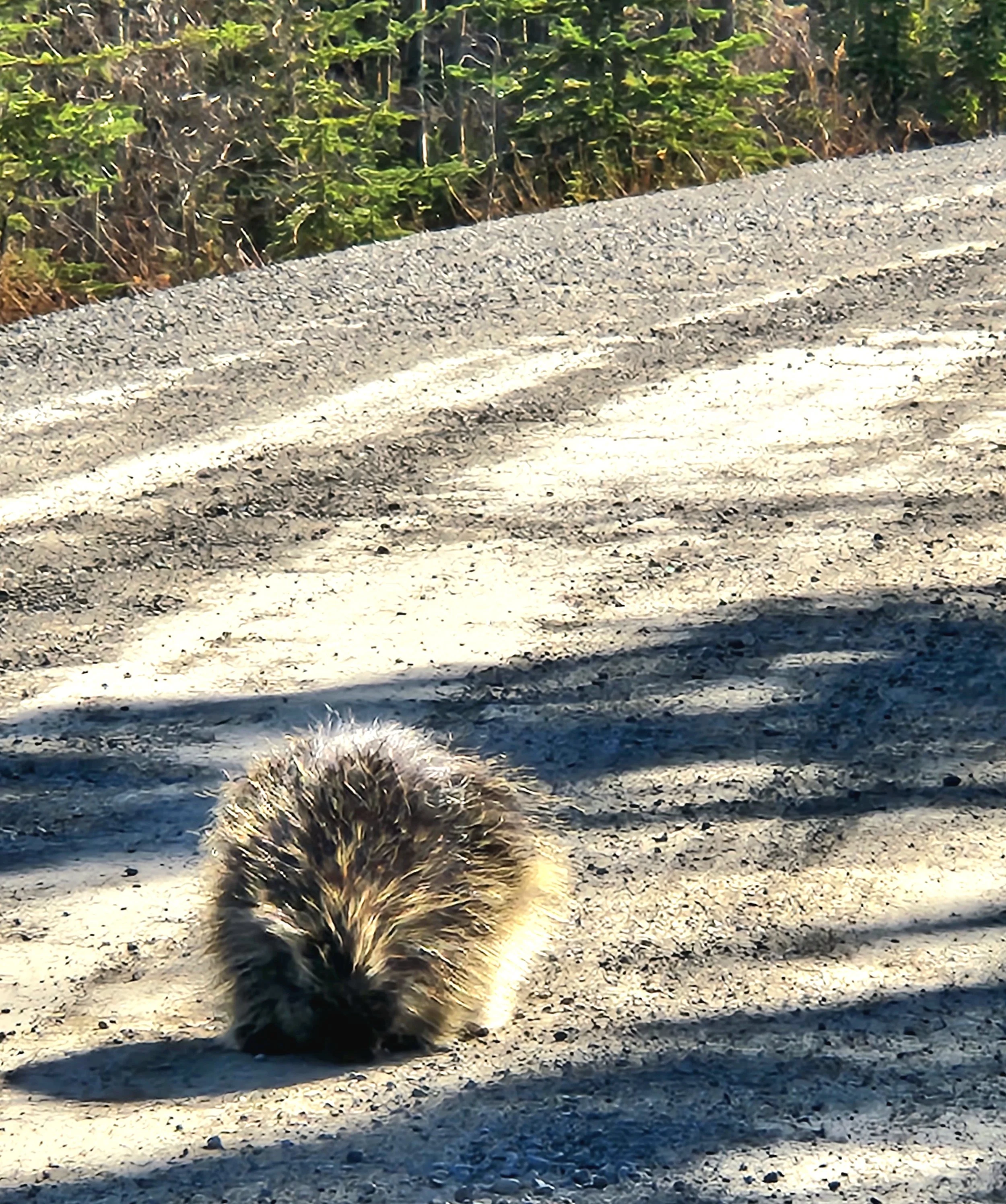 just taking a jaunt down the road, came across this porcupine, FYI they do NOT shoot their quills