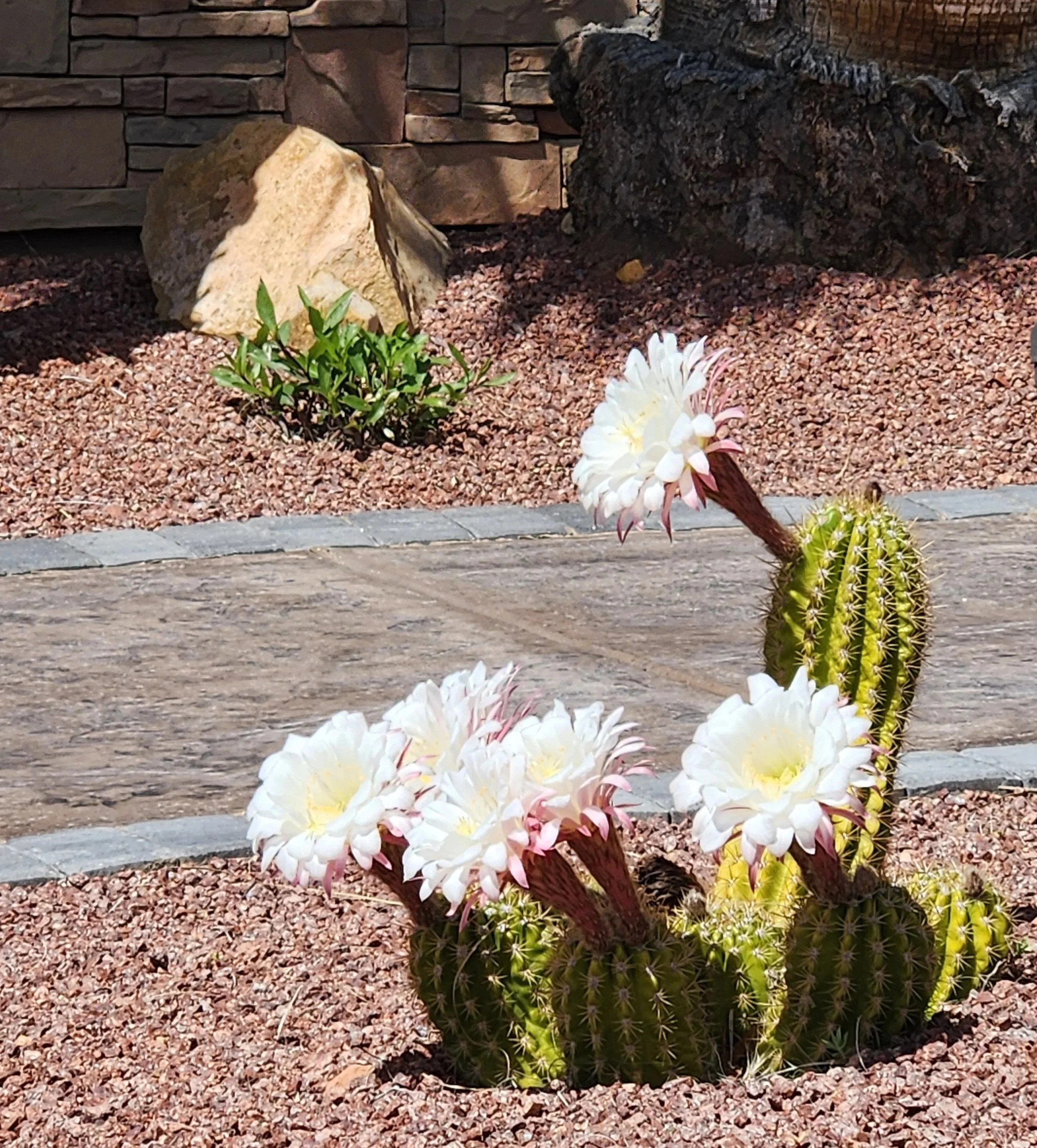blooming Big Bertha is a desert treasure