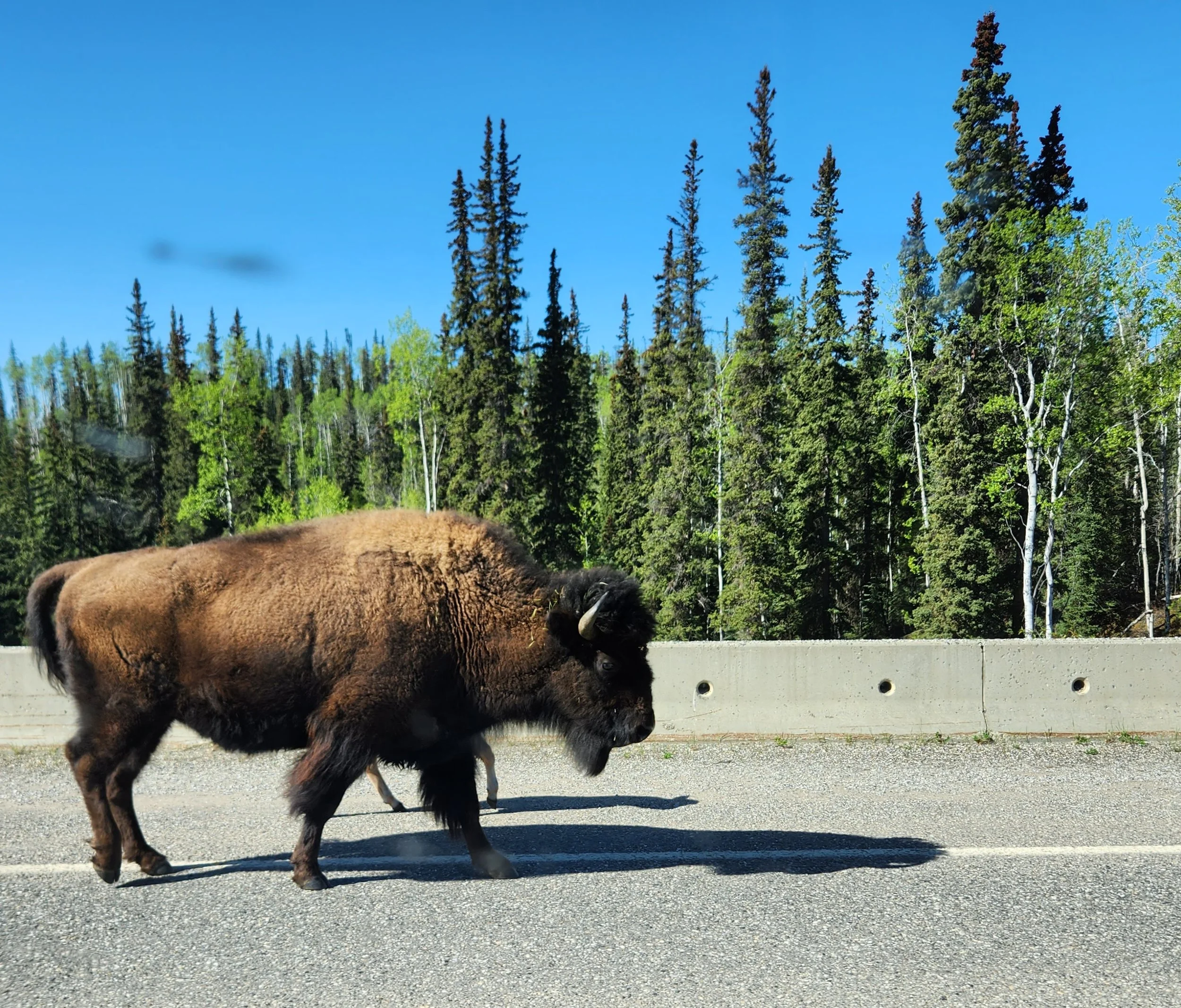 a VERY big friend on the road 