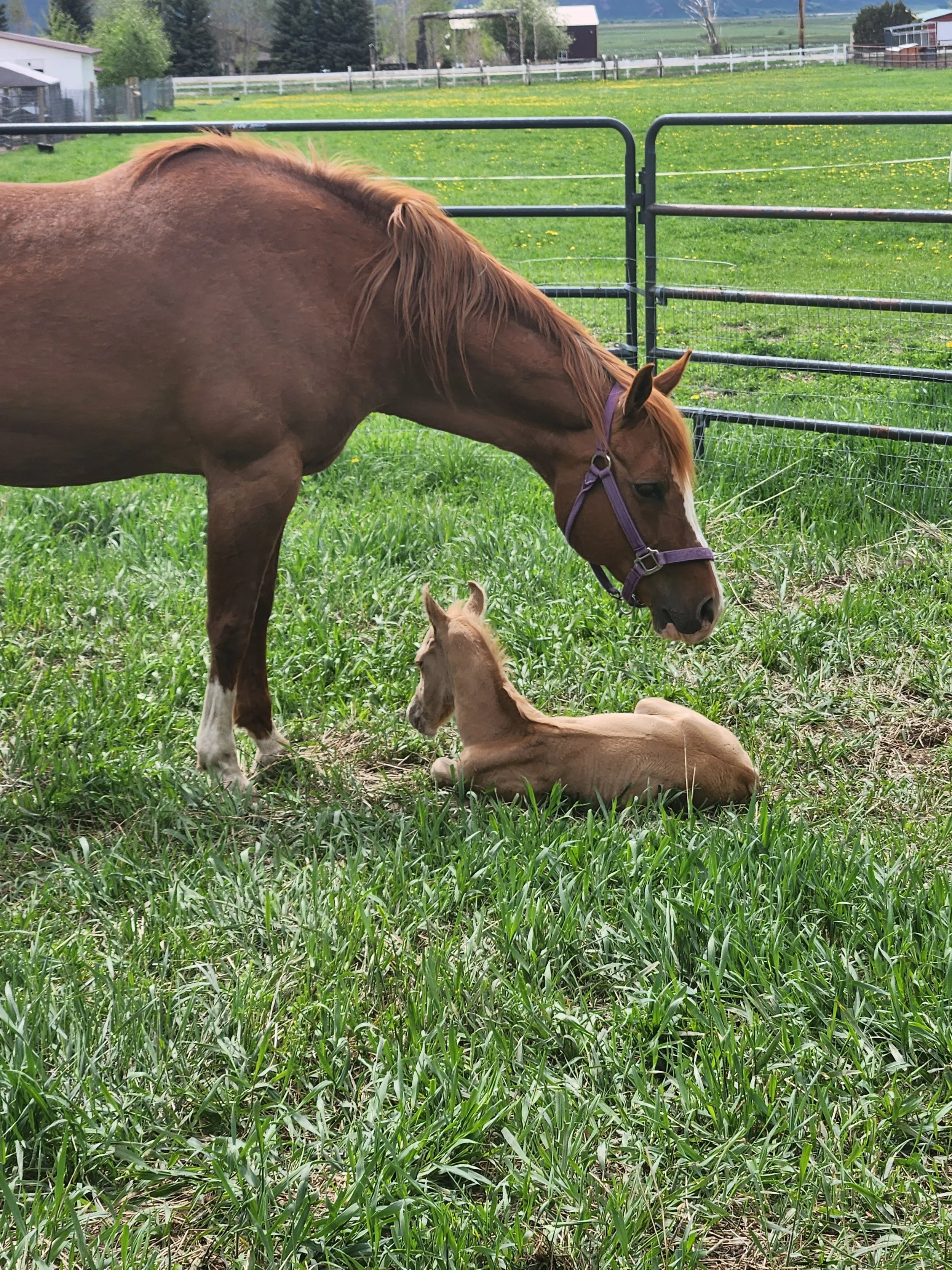 a sweet mama watching over her baby
