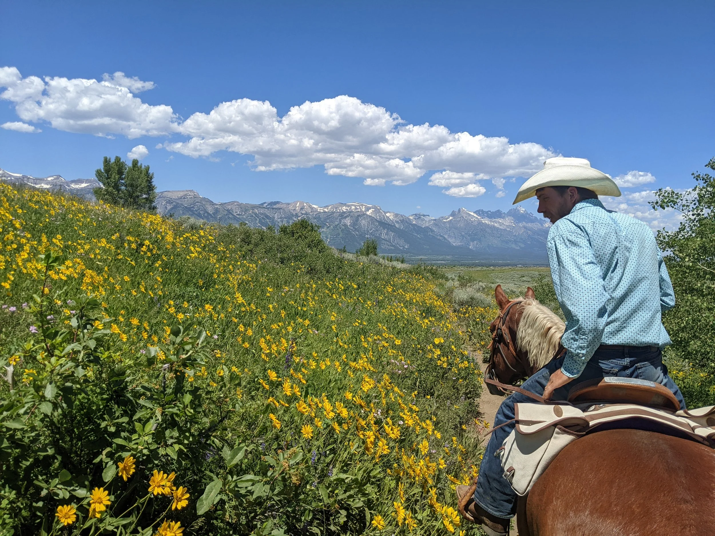 spying wildflowers via horseback