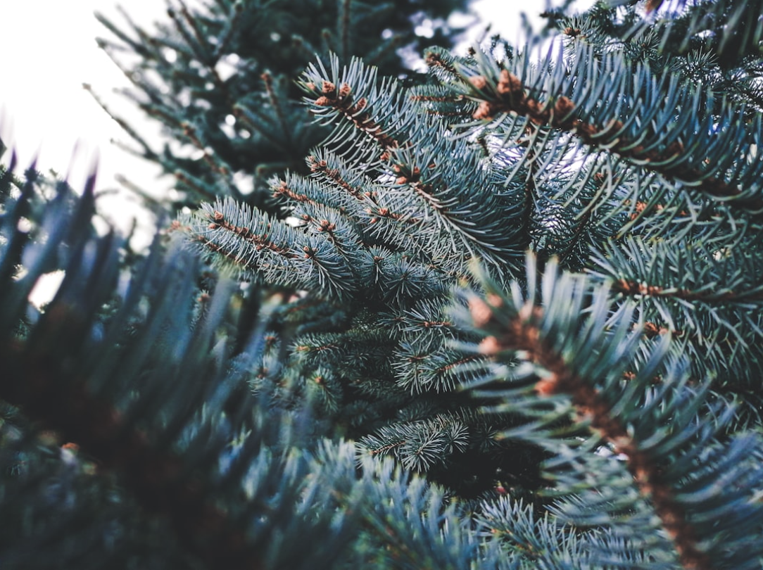 Your Exclusive Monthly Mantra, December Edition