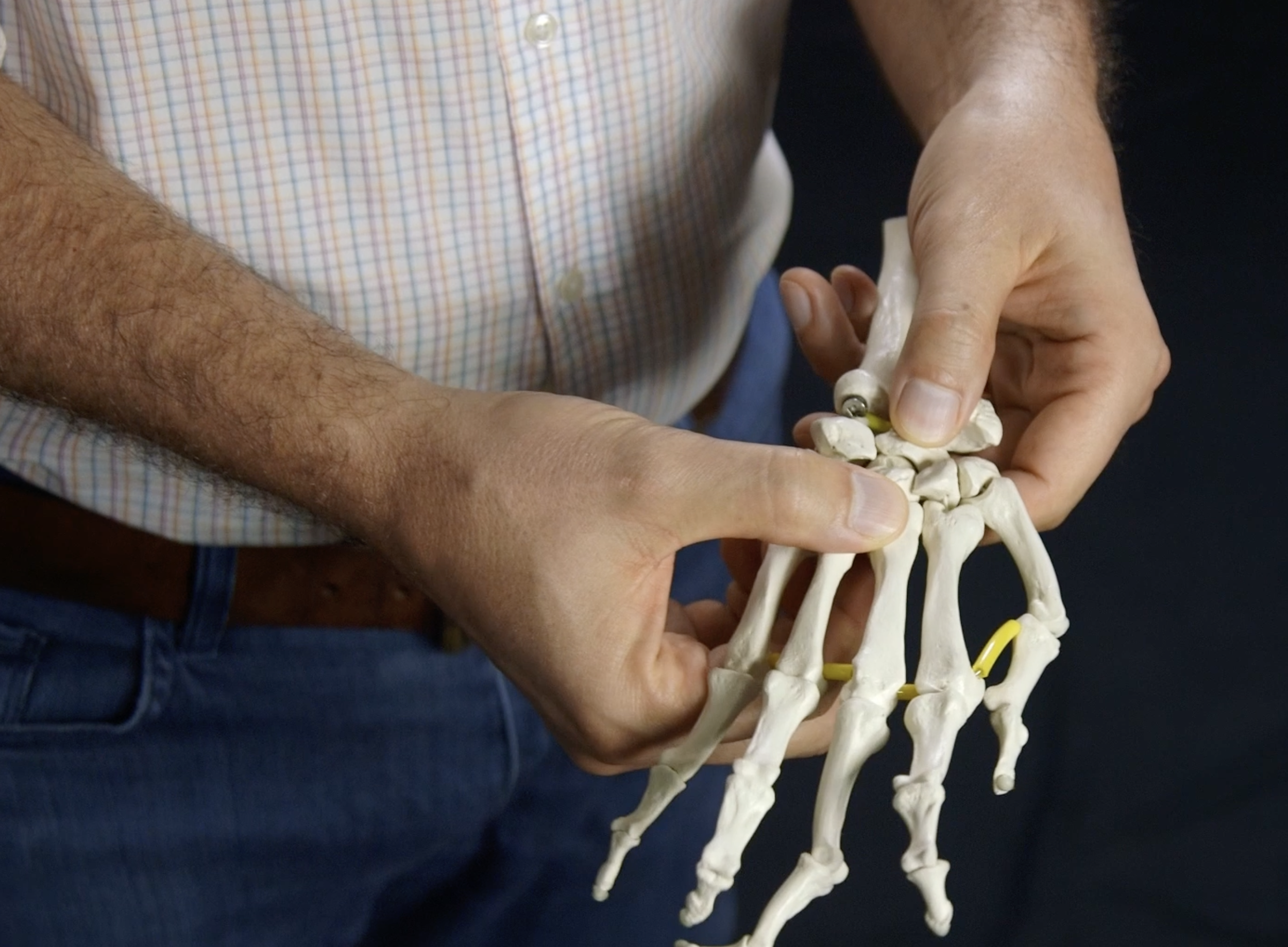 wrist bones, carpel bones