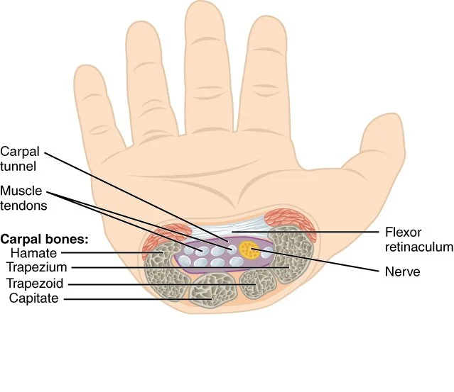Diagram of a cross-section of a human hand showing the carpal tunnel, muscle tendons, carpal bones including hamate, triquetral, trapezium, trapezoid, and capitate, flexor retinaculum, and nerve.