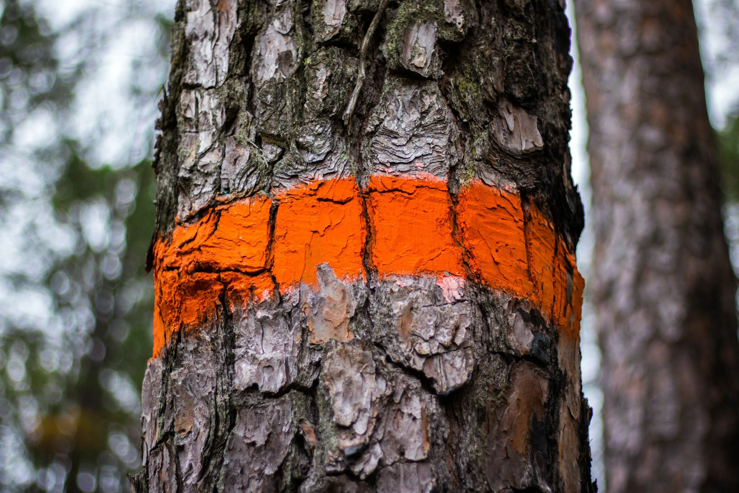Tree trunk with an orange painted stripe around it in a forest.