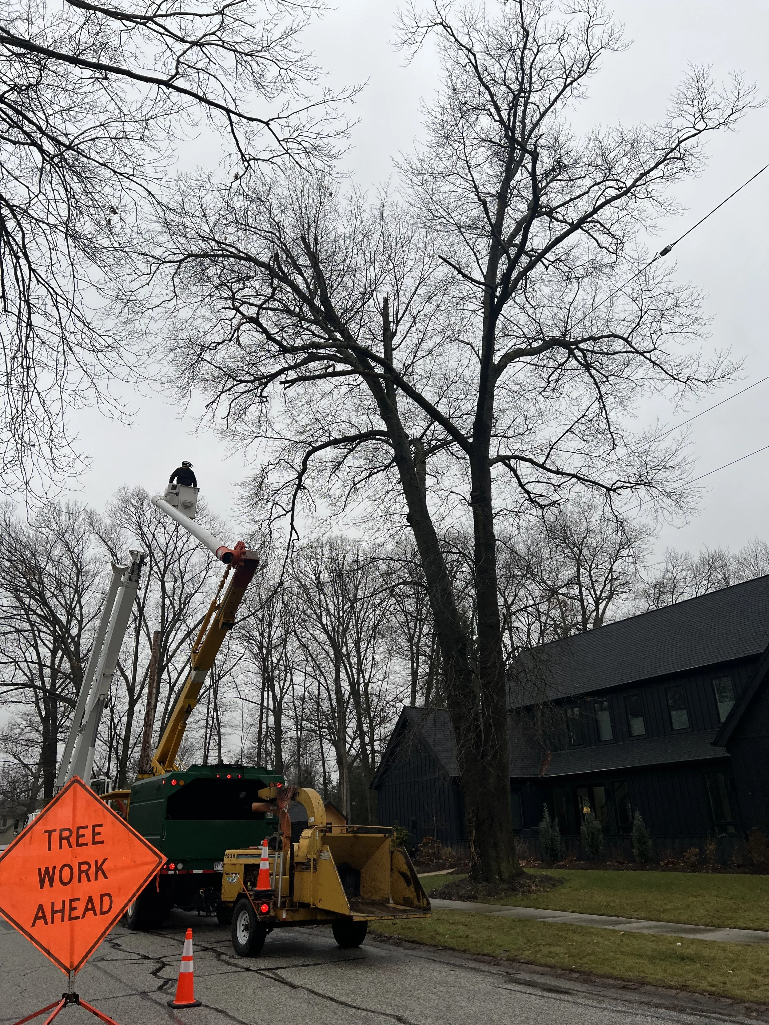 Tree trimming work with a worker on elevated platform, tree trimming equipment, traffic cones, and a road sign that reads 'Tree Work Ahead' on a residential street.