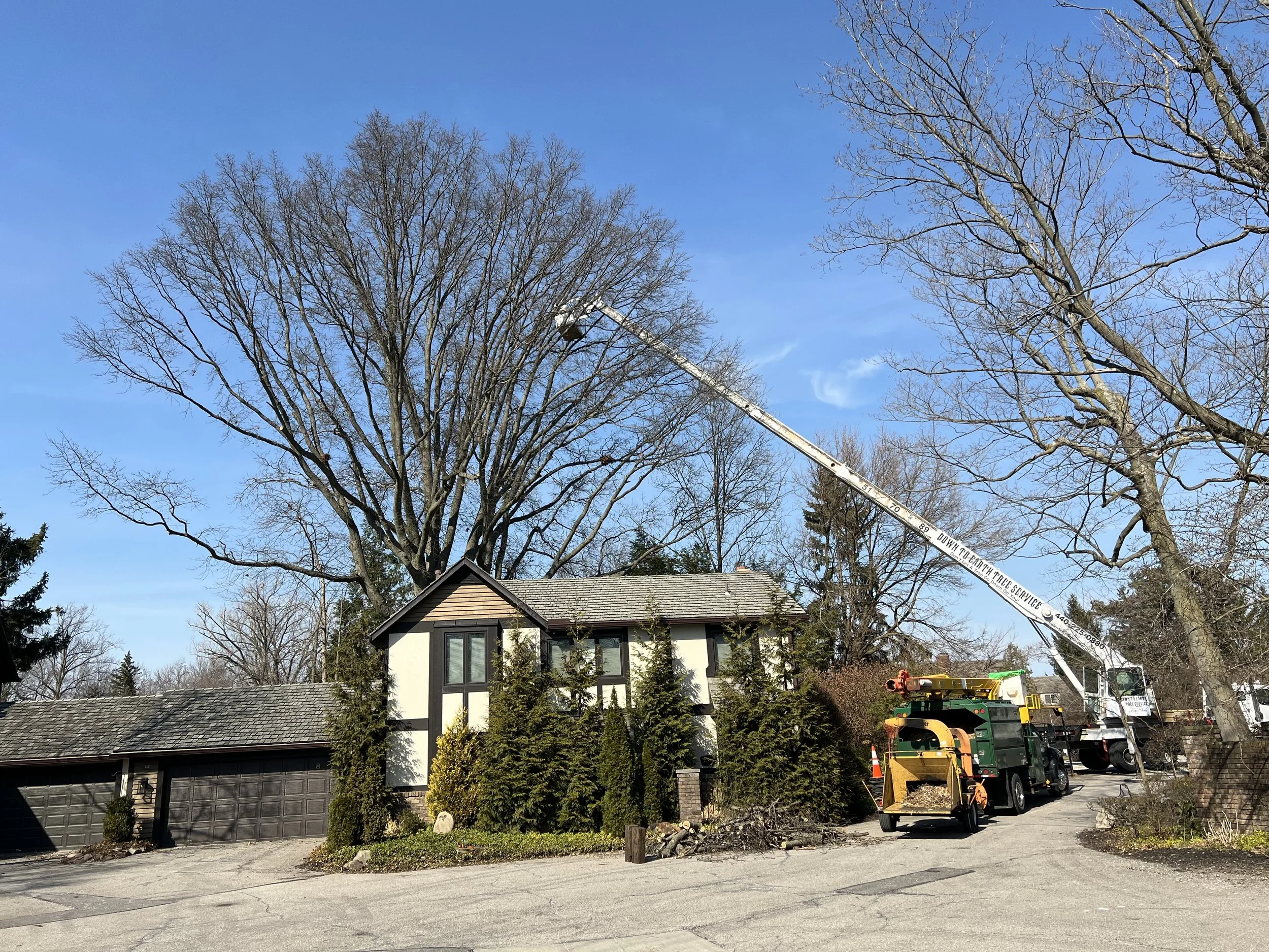 Tree trimming operation with a lift truck extending to reach tall trees in front of a house, under a clear blue sky.