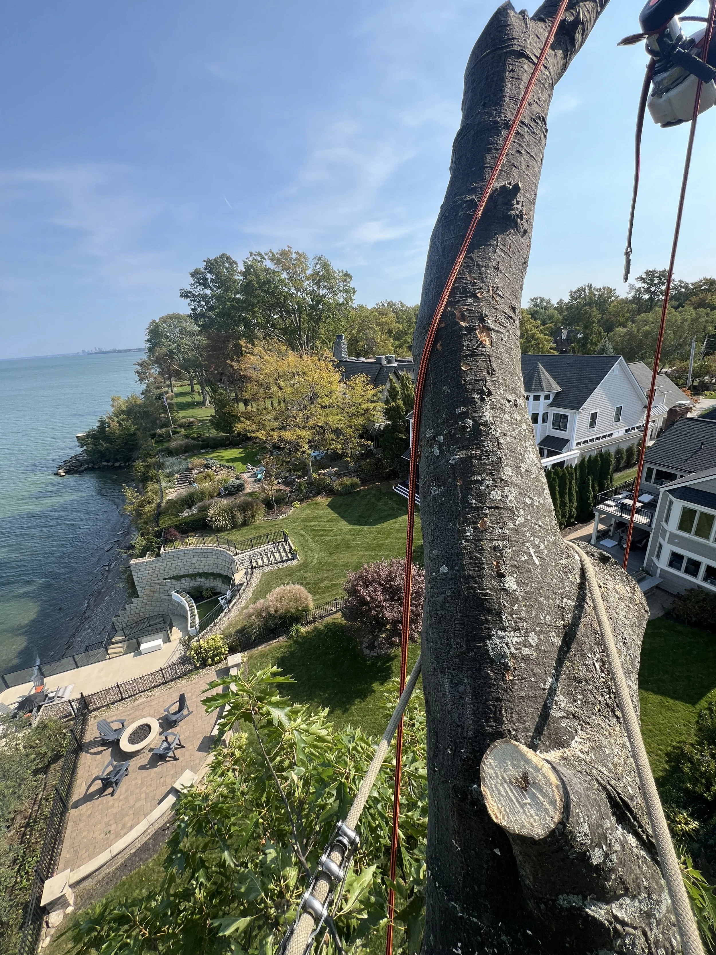 A person climbing a tall tree by using ropes and safety gear, with a view of a residential neighborhood and shoreline below.