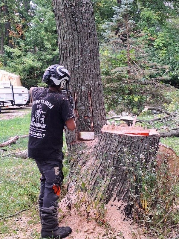 Person wearing a helmet and black T-shirt inspecting a large tree trunk that has been cut down, with a small rectangular block attached to the trunk.
