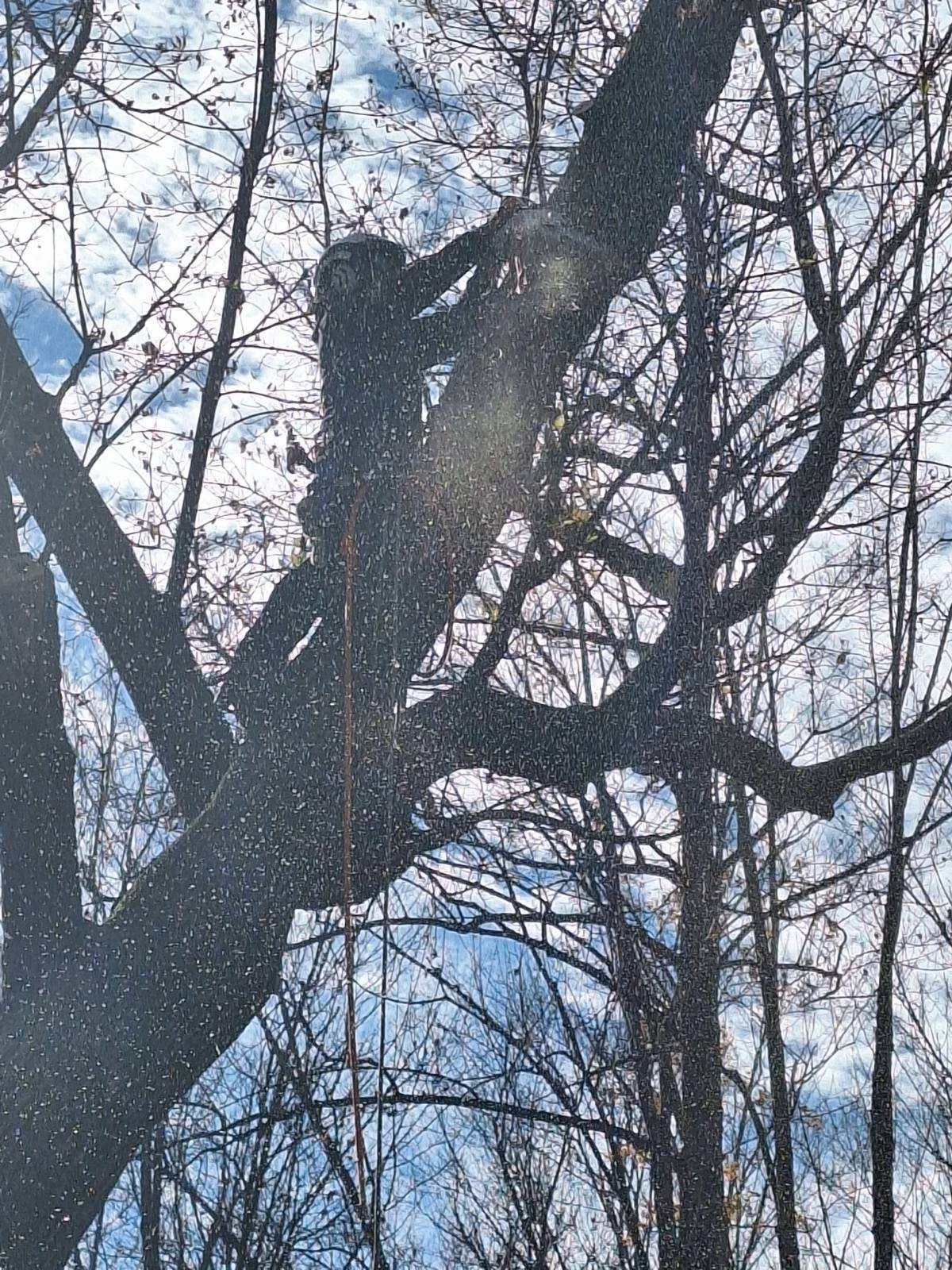 Tree with wet branches and a background of a partly cloudy sky.