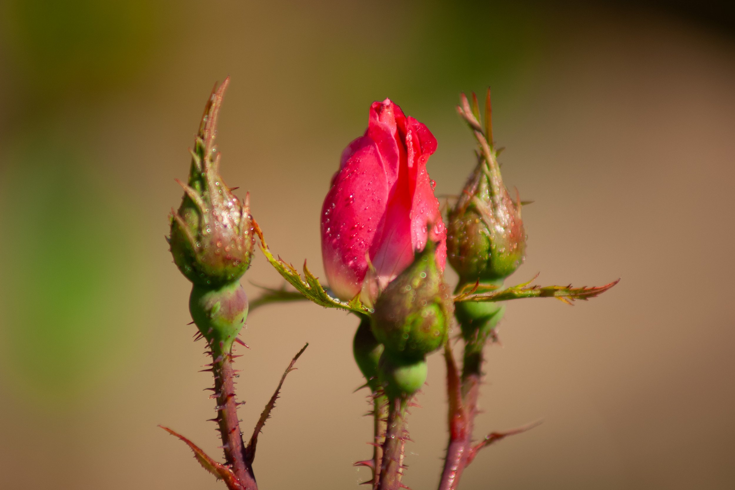 rosebud.jpg
