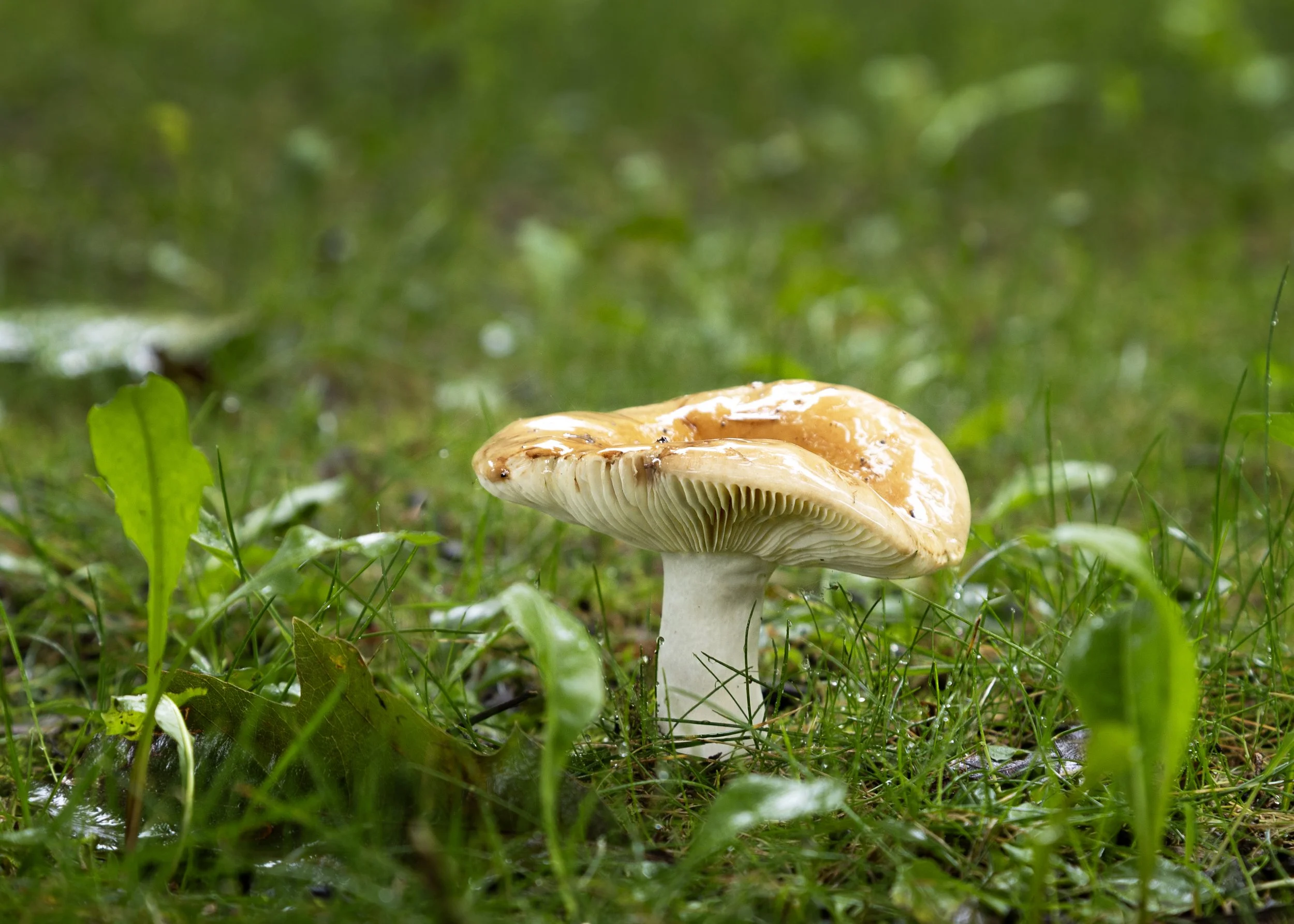 5812 version 2 copy.jpg