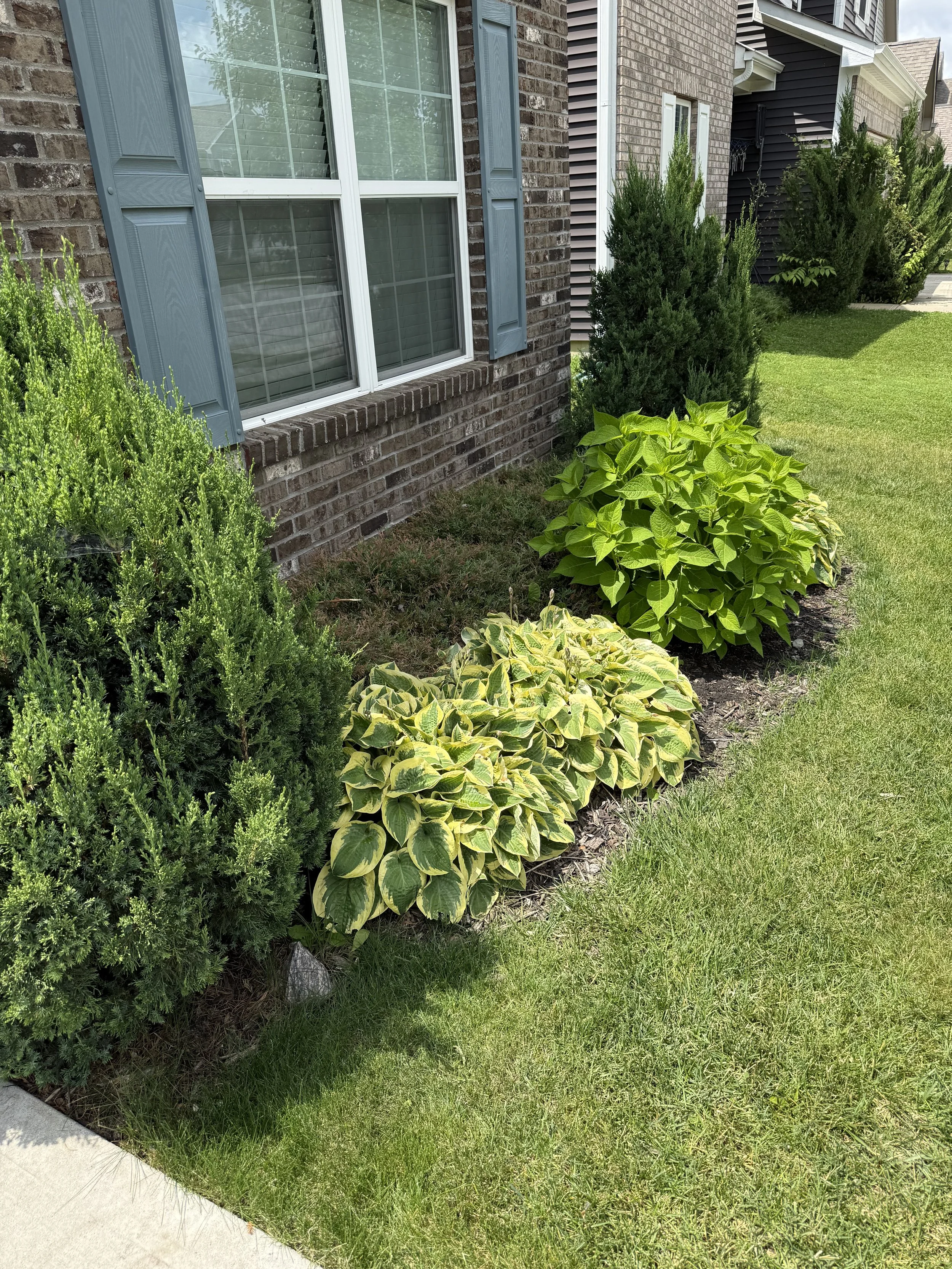 Front yard garden bed before landscaping cleanup, with overgrown bushes and plants
