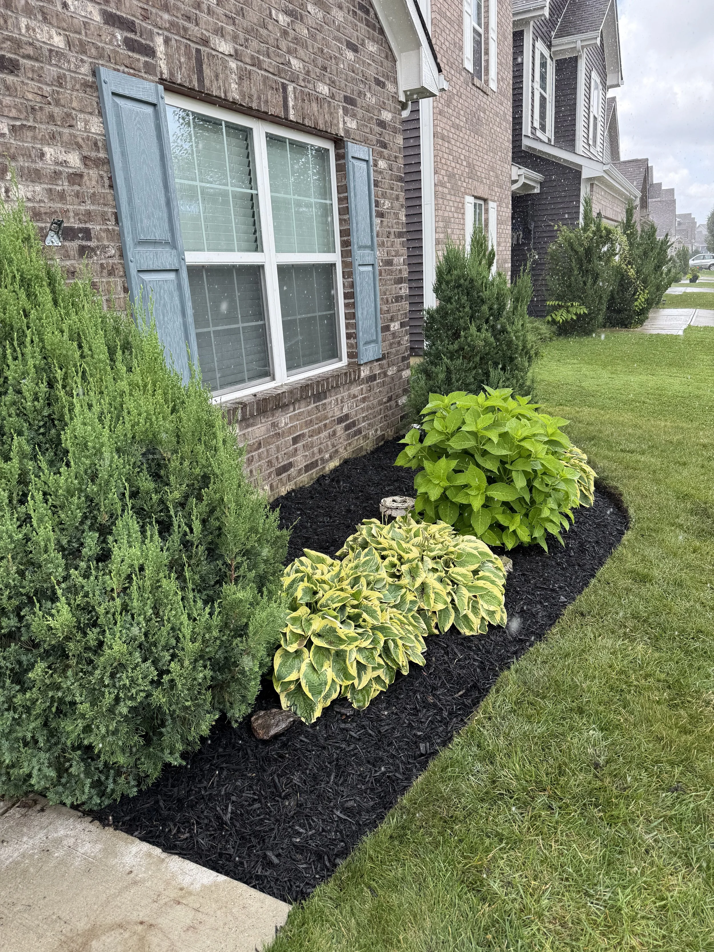 Front yard landscaping with fresh mulch, trimmed bushes, and clean garden bed edging
