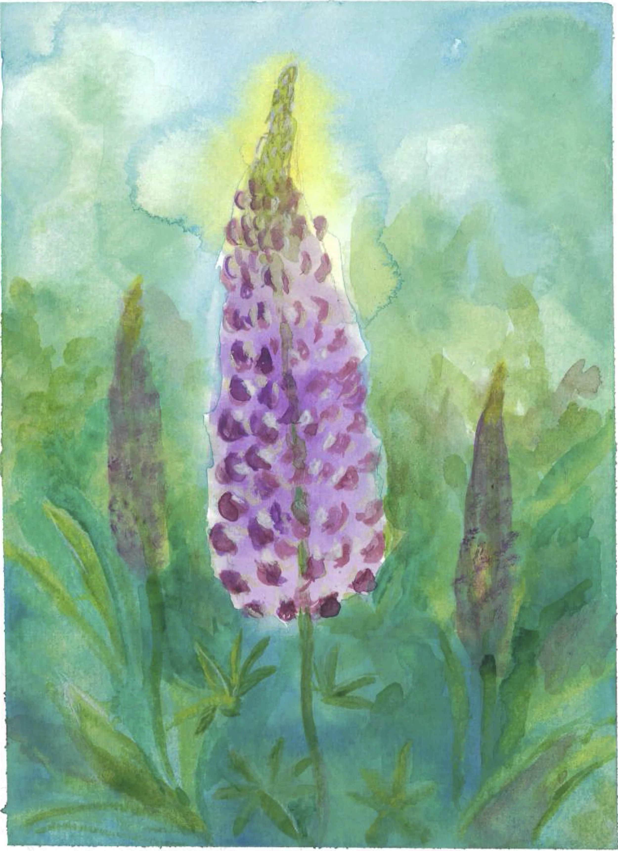Lupine2.jpg