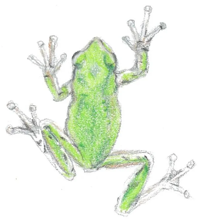 Frog Cropped.jpg