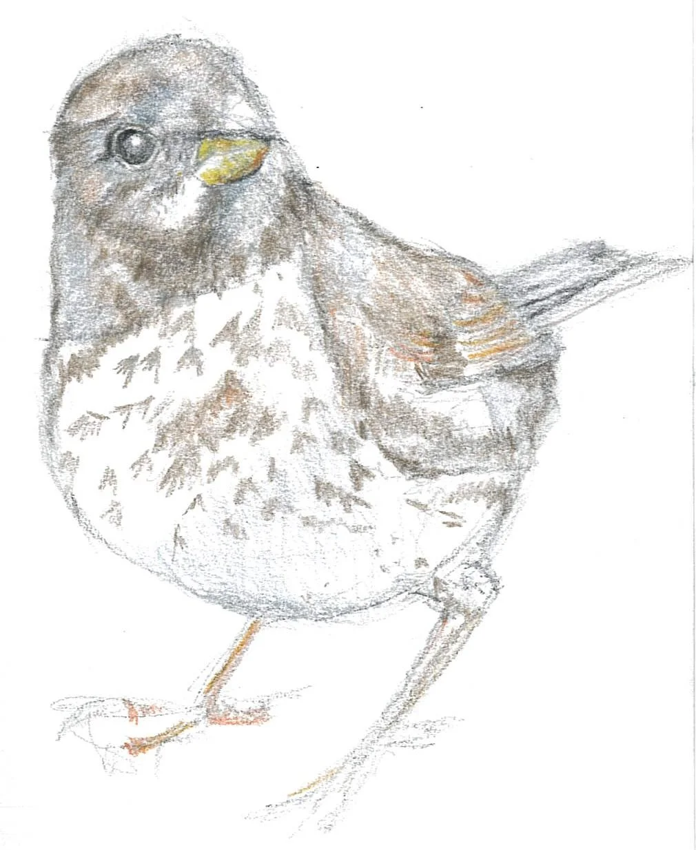 Fox Sparrow Sticker