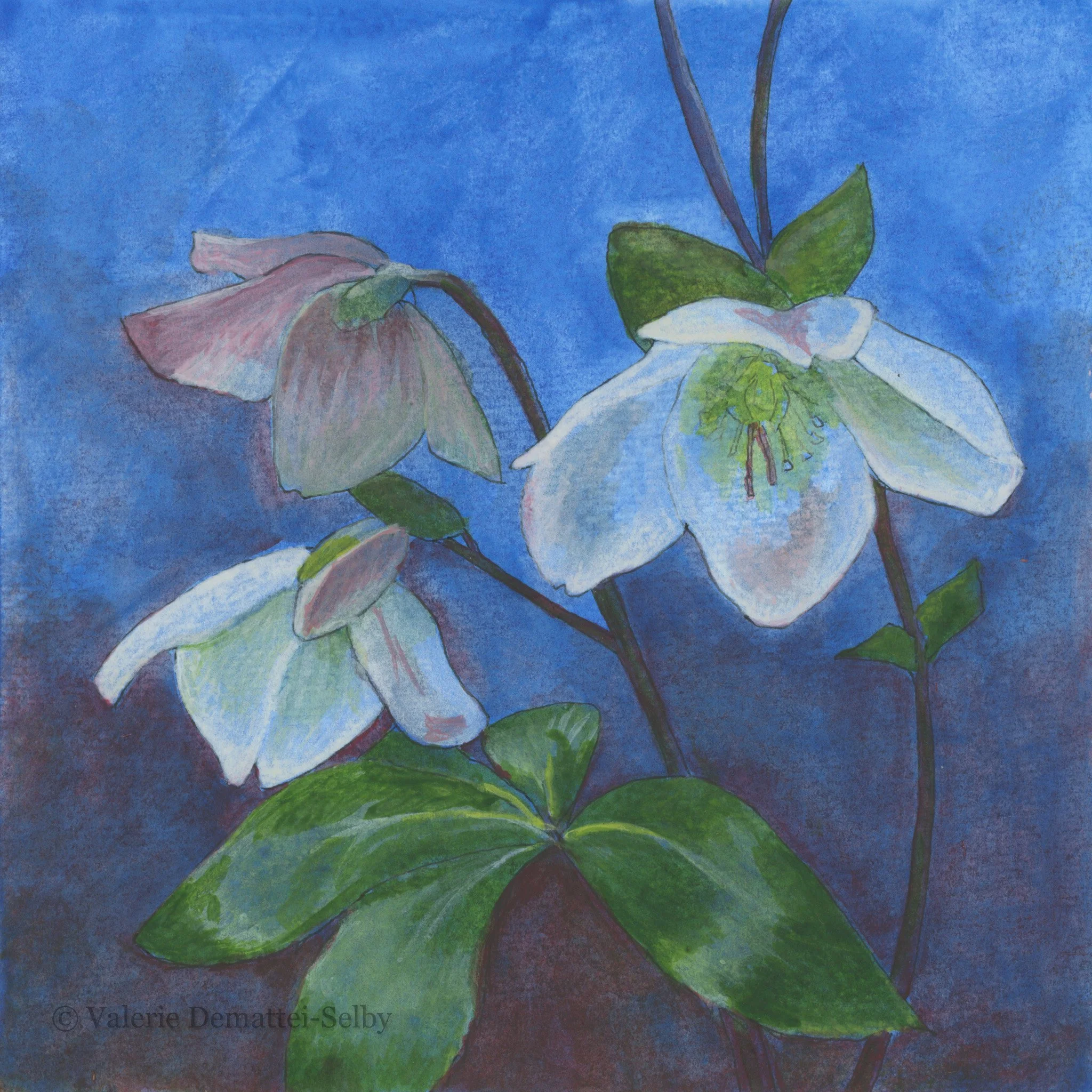 Hellebores.jpg