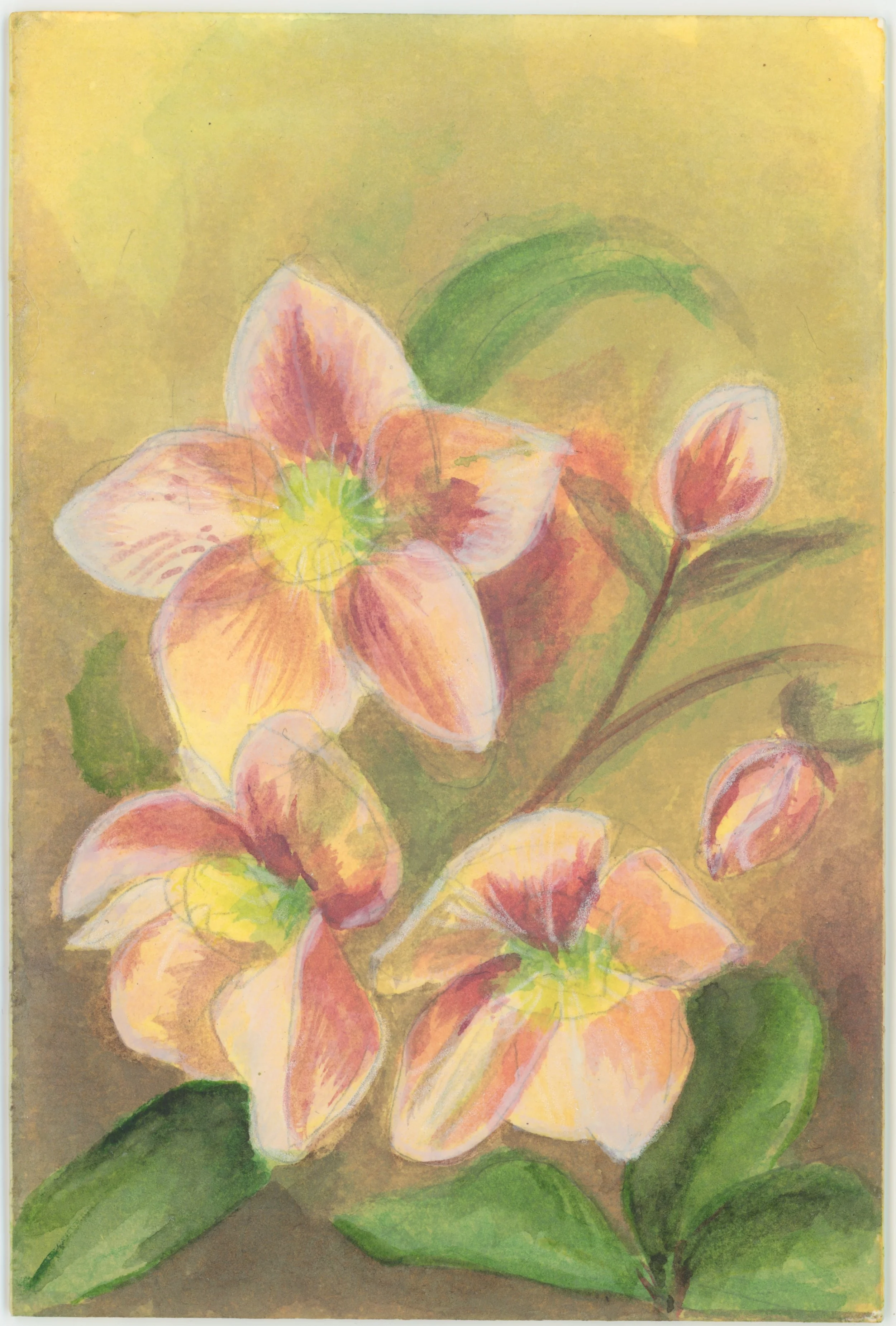 Hellebores2.jpeg