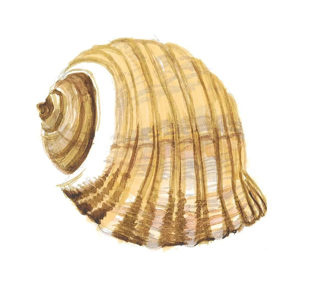 Shell1 cropped.jpg
