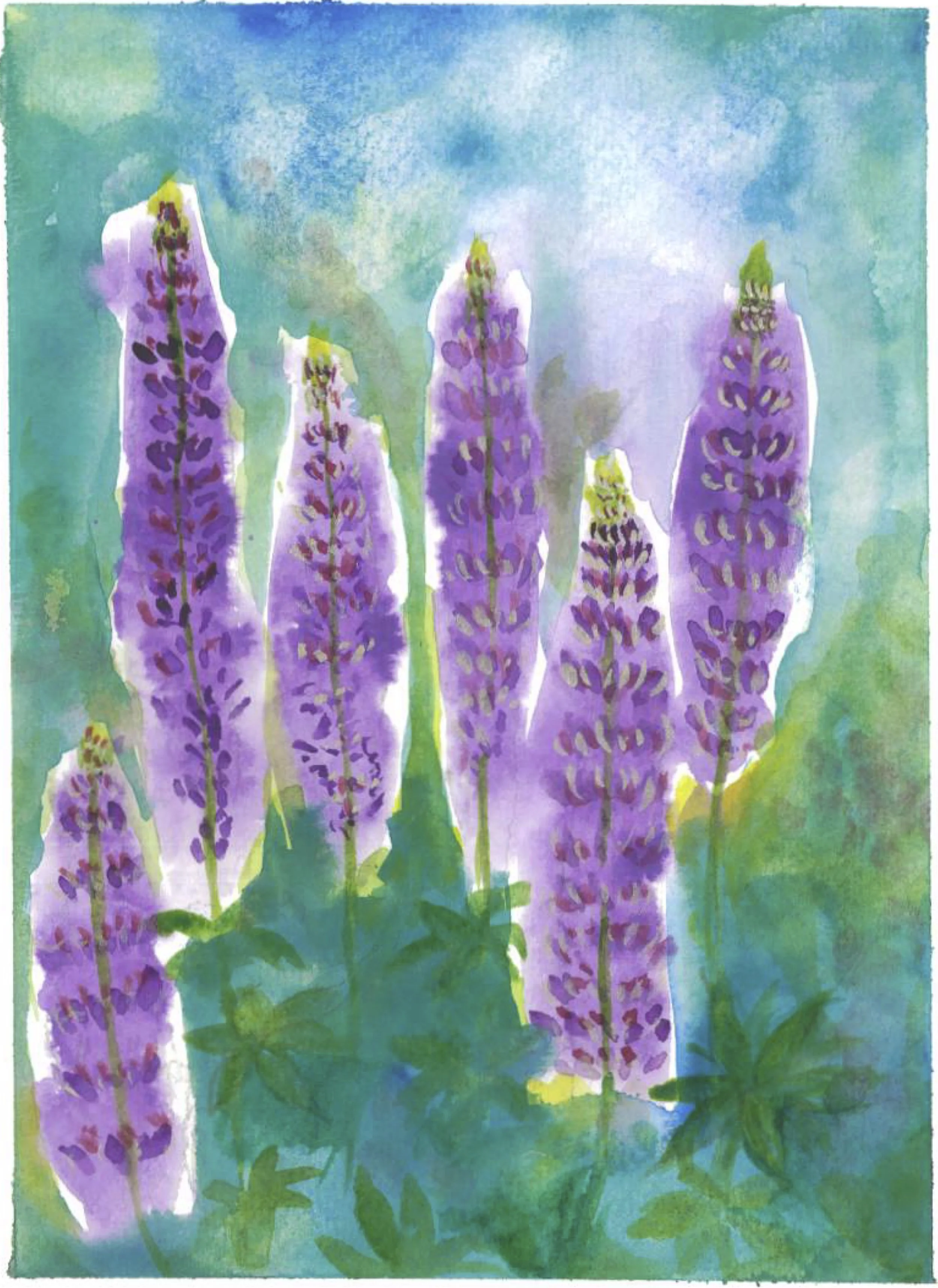 Lupine3.jpg