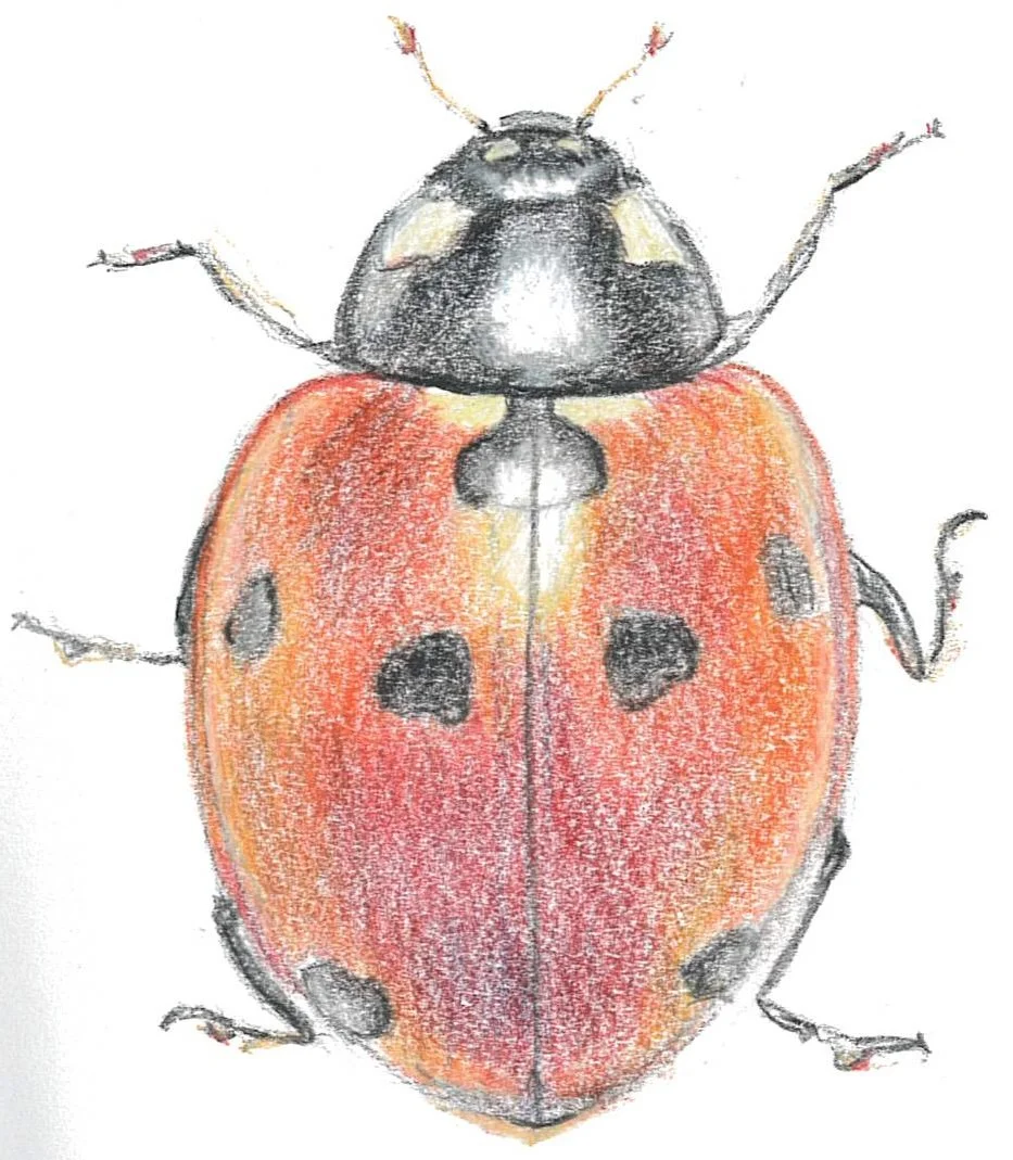 Ladybug cropped.jpg