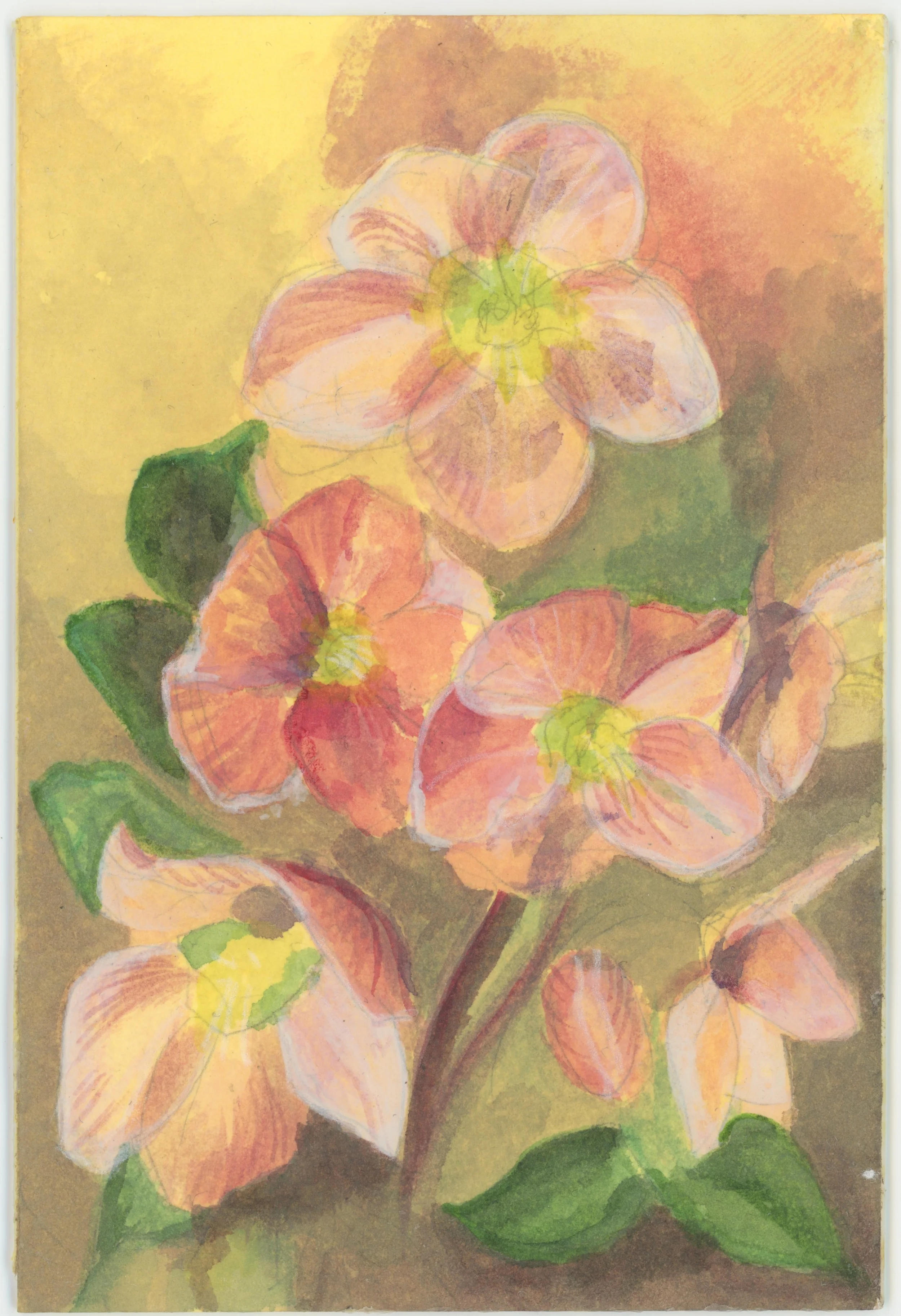 Hellebores3.jpeg