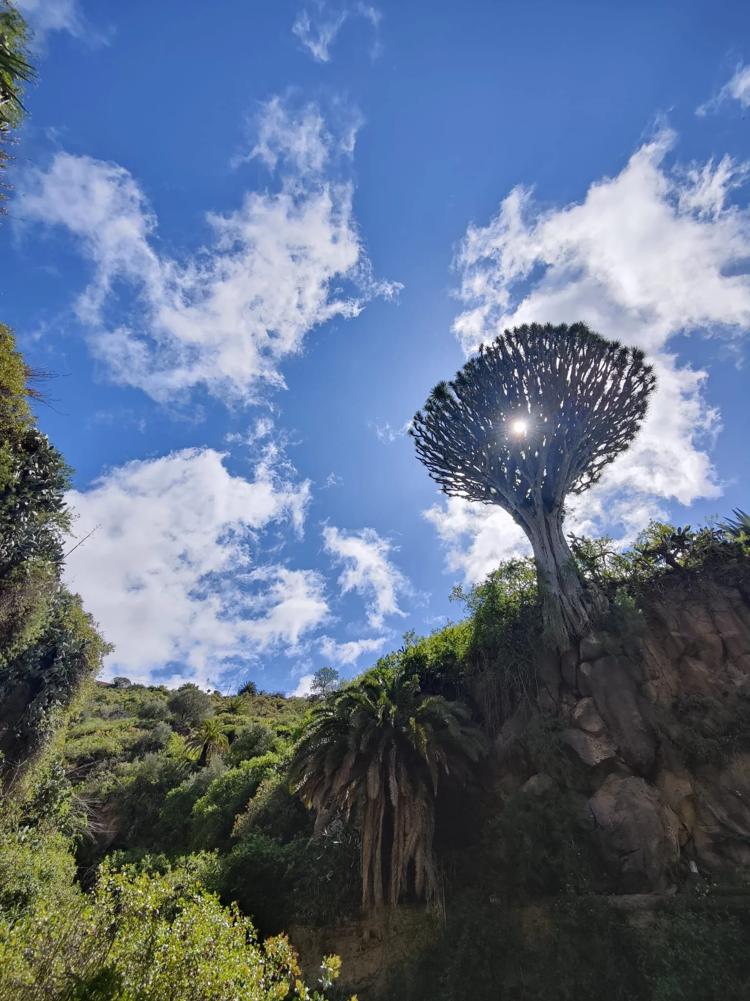 View of a bright blue sky with scattered white clouds, featuring a unique tall, sculptural tree with a rounded top and a sunburst effect behind it. Other lush green plants and trees cover the hillside below.