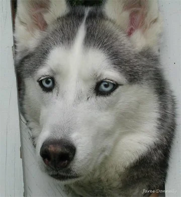 Gaithersburg Artist Collective - Winter Whimsy - Art & Companions