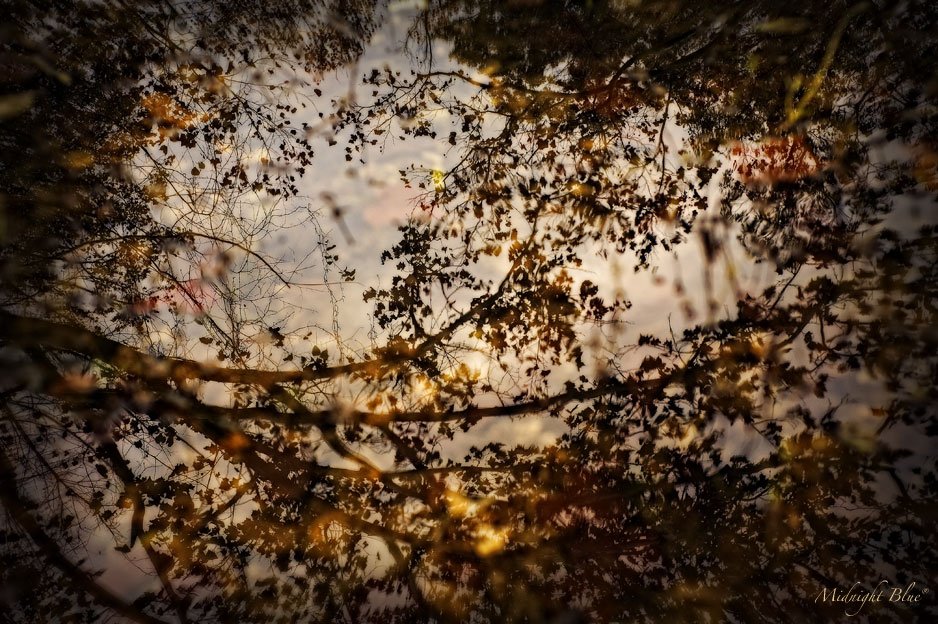Gaithersburg Artist Collective's Autumn Exhibition - Falling For Art