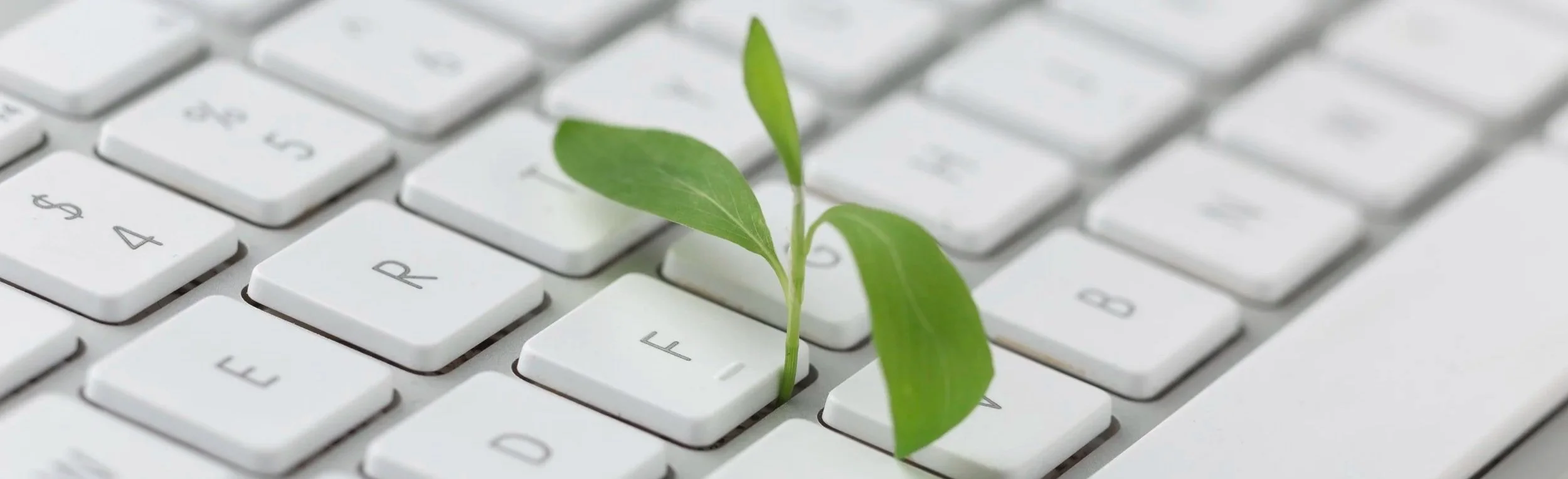 A green plant sprout growing from the spacebar of a white computer keyboard.