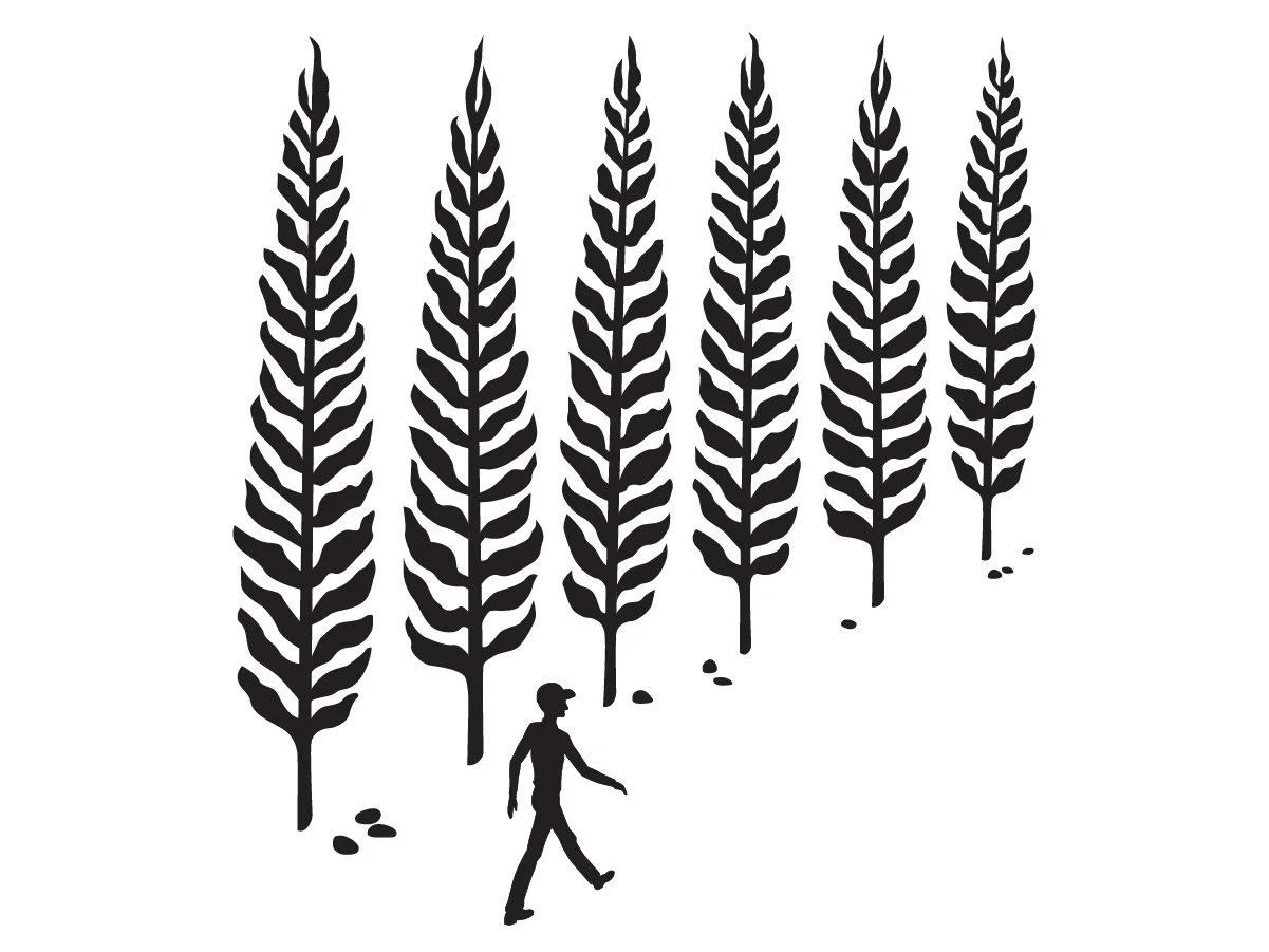Enoki-graphic-illustration-CasaFreschi.jpg