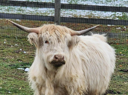 McDugal aka "Mackie Moo" is our resident Lovebug. He is a White Highland Steer. He is not quite 2 years old yet, but he loves treats! He is our Gentle Giant