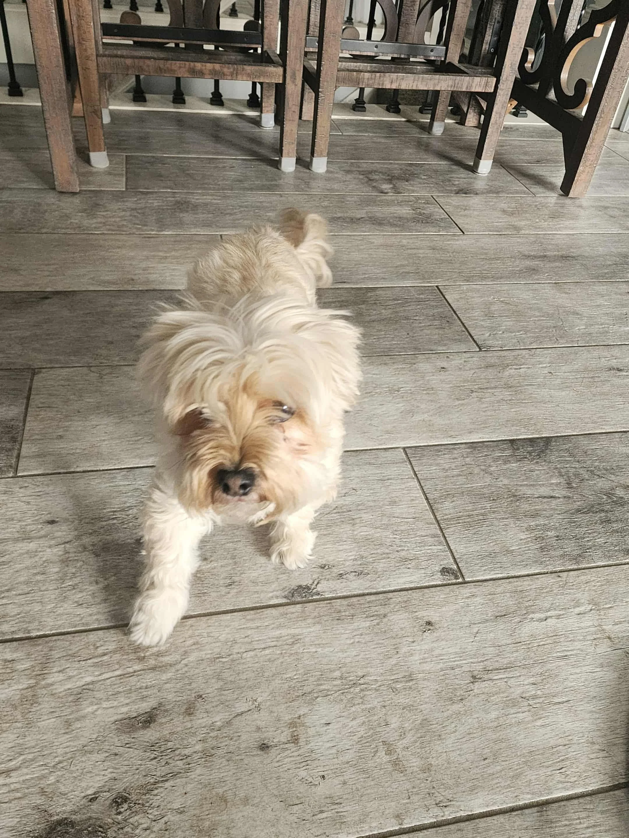 Mollie Lou is our grumpy "guard of the food bowl" yorkie that loves belly rubs.