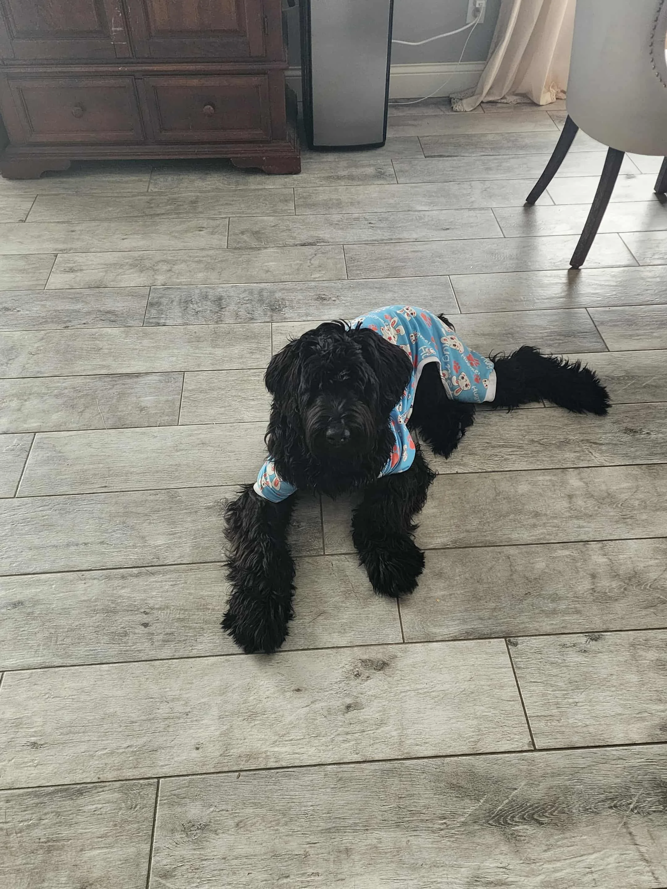 Luna is our giant lap dog. The Giant Schnauzer puppy currently weighs in at 70 lbs at 7 months old