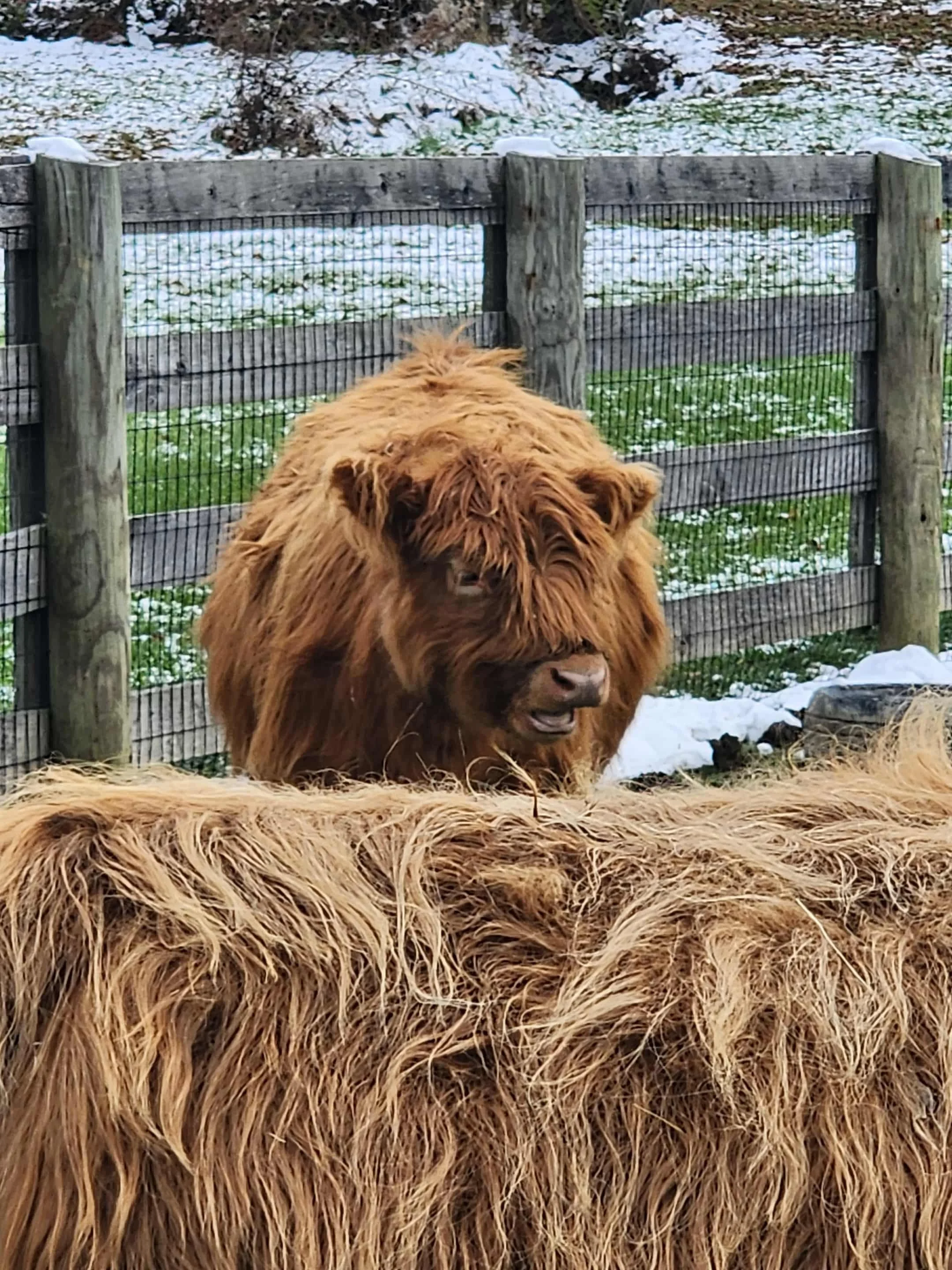 Peaches is 75% Highland and 25% HighPark. She is our gentle baby that doesn't have horns, but holds her own with the other cows.