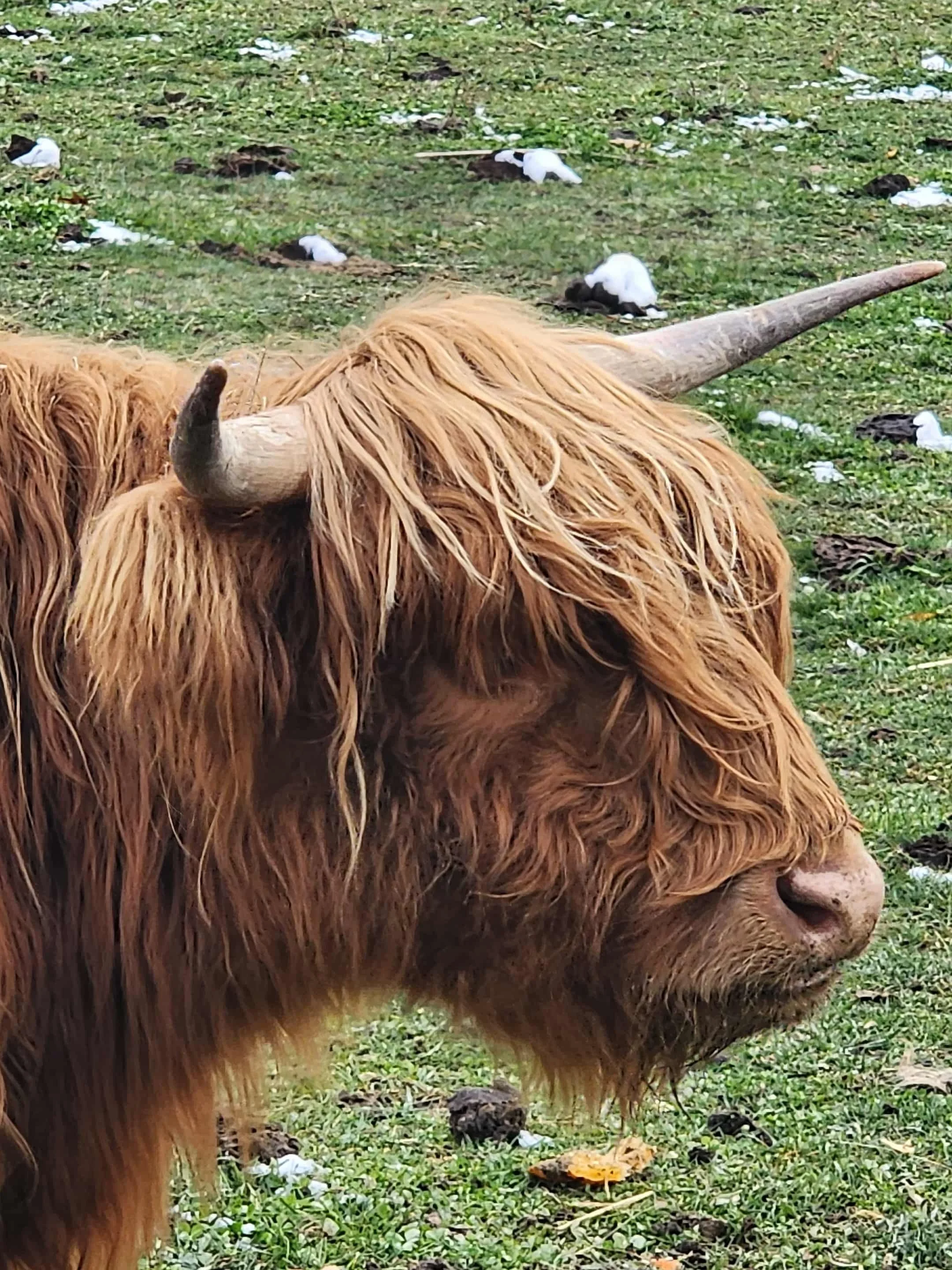 Iris is our Red Highland. She is a year and a half old. She is the "boss" of our herd.
