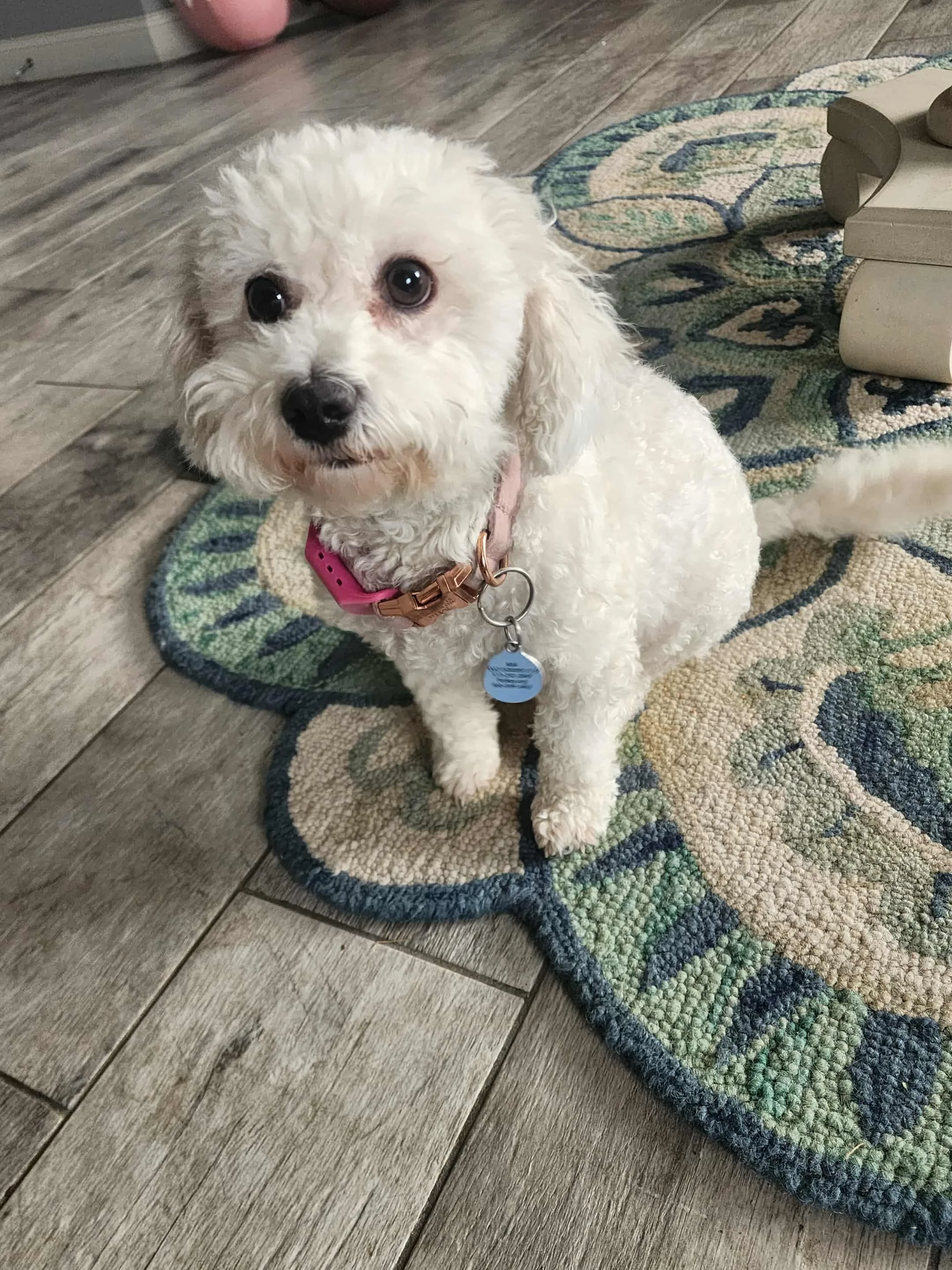 Mia is the Farm Princess. The fearless, scrappy bichon that is a "Momma's Girl"
