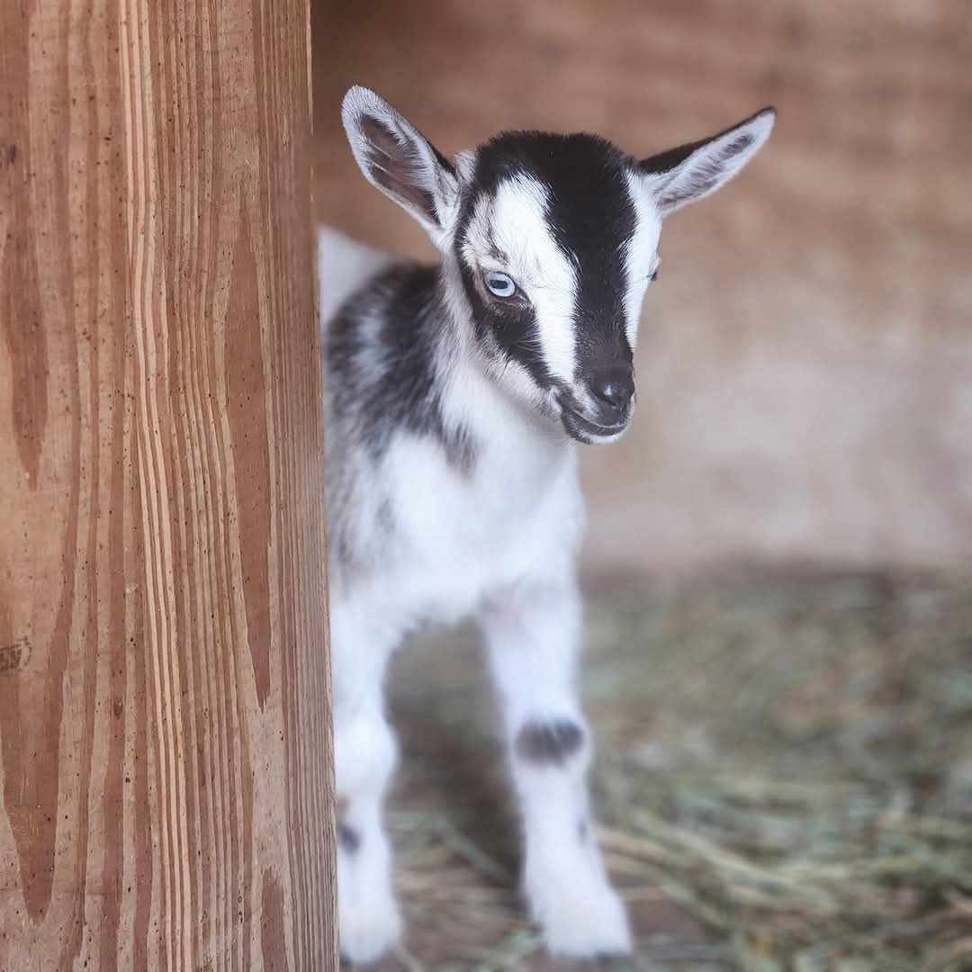 Tito was one of our original goats. He passed away on Dec. 19, 2024