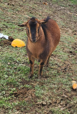 Weller is the surviving brother of Tito. He is our shy boy, but also one of the smartest.