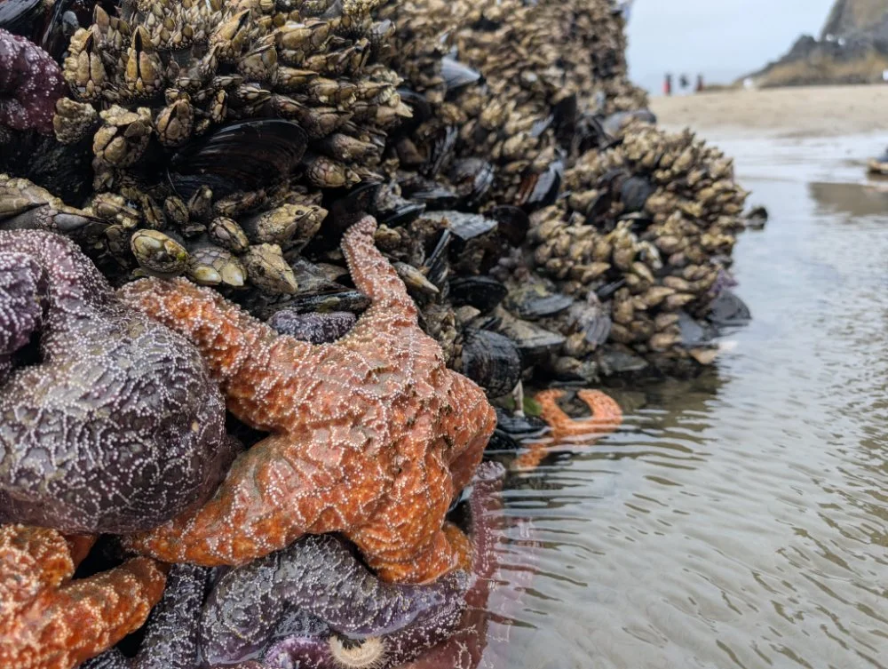 orange and purple starfish and mussels and blurry background