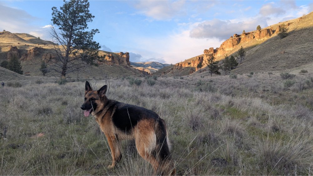 Mika, our shepherd, enjoying the Clarno Unit right along with us!