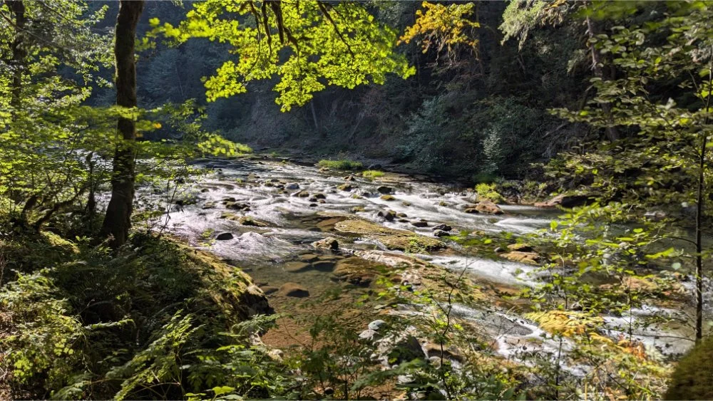 Nature's Restoration: 12 Months of Soft Fascination