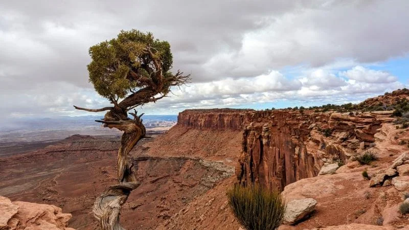 Resilience on a Tuesday: A 5-step framework for purpose-driven leaders