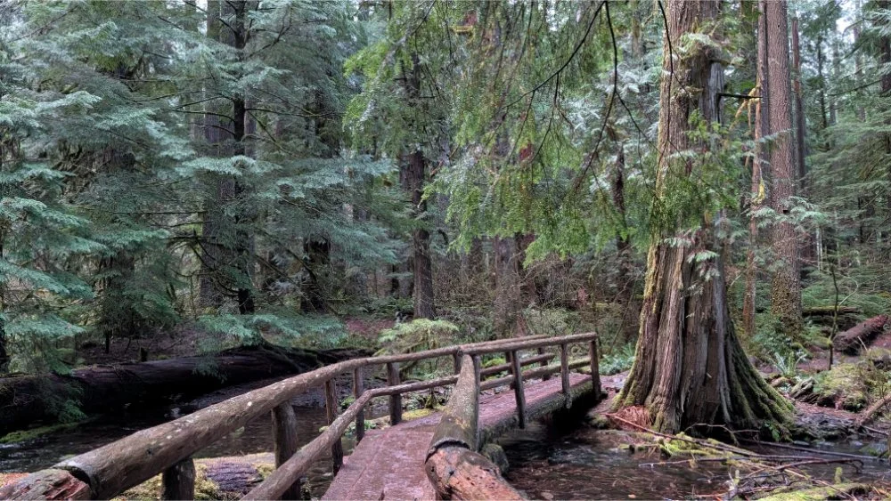 a bridge in the forest over the McKenzie river