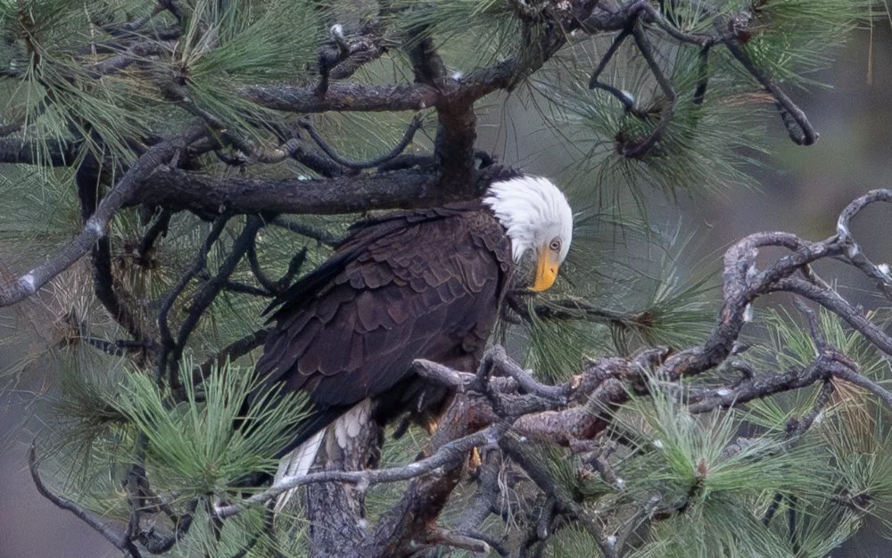 bald eagle up close in a ponderosa pine tree