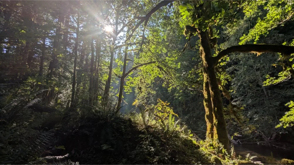 bright sun shining through green trees in the forest