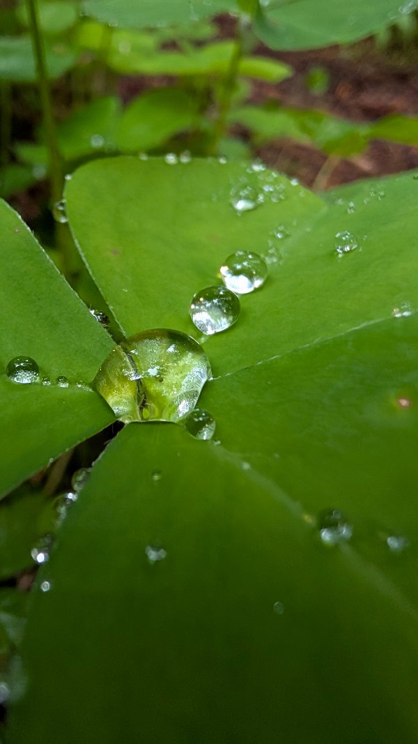 a water droplet enlarged on a green clover