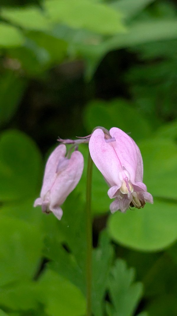 two pink bleeding heart flowers amidst green leaves